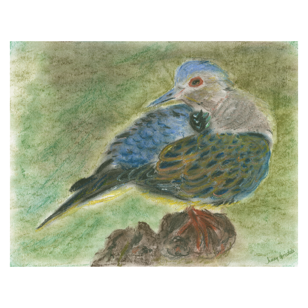 Turtle Dove, 14x11, Pastel, paper- 12 Days of Christmas series