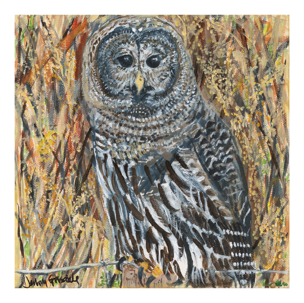 Barred Owl in Winter field, 8x8, Acrylic on canvas