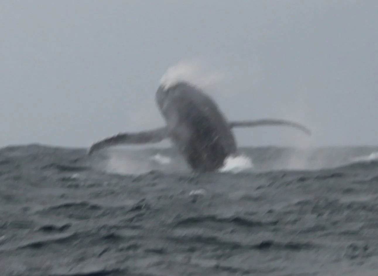 A whale breaches the surface of the ocean, creating a splash and mist.