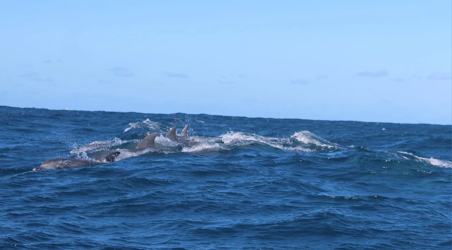 Several dolphins swimming near the surface of the ocean against a blue sky.