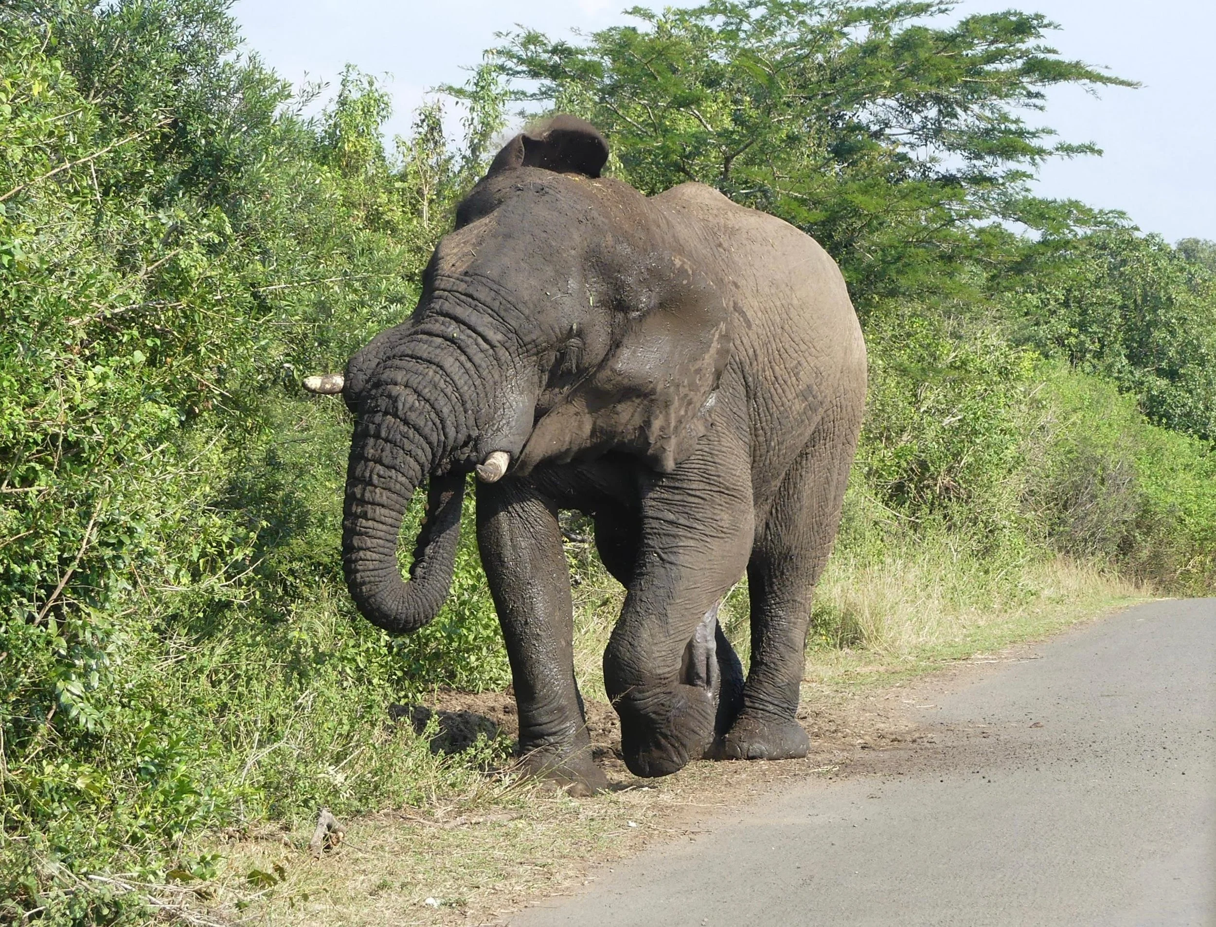 A large elephant walking along a dirt path with greenery and trees on either side.