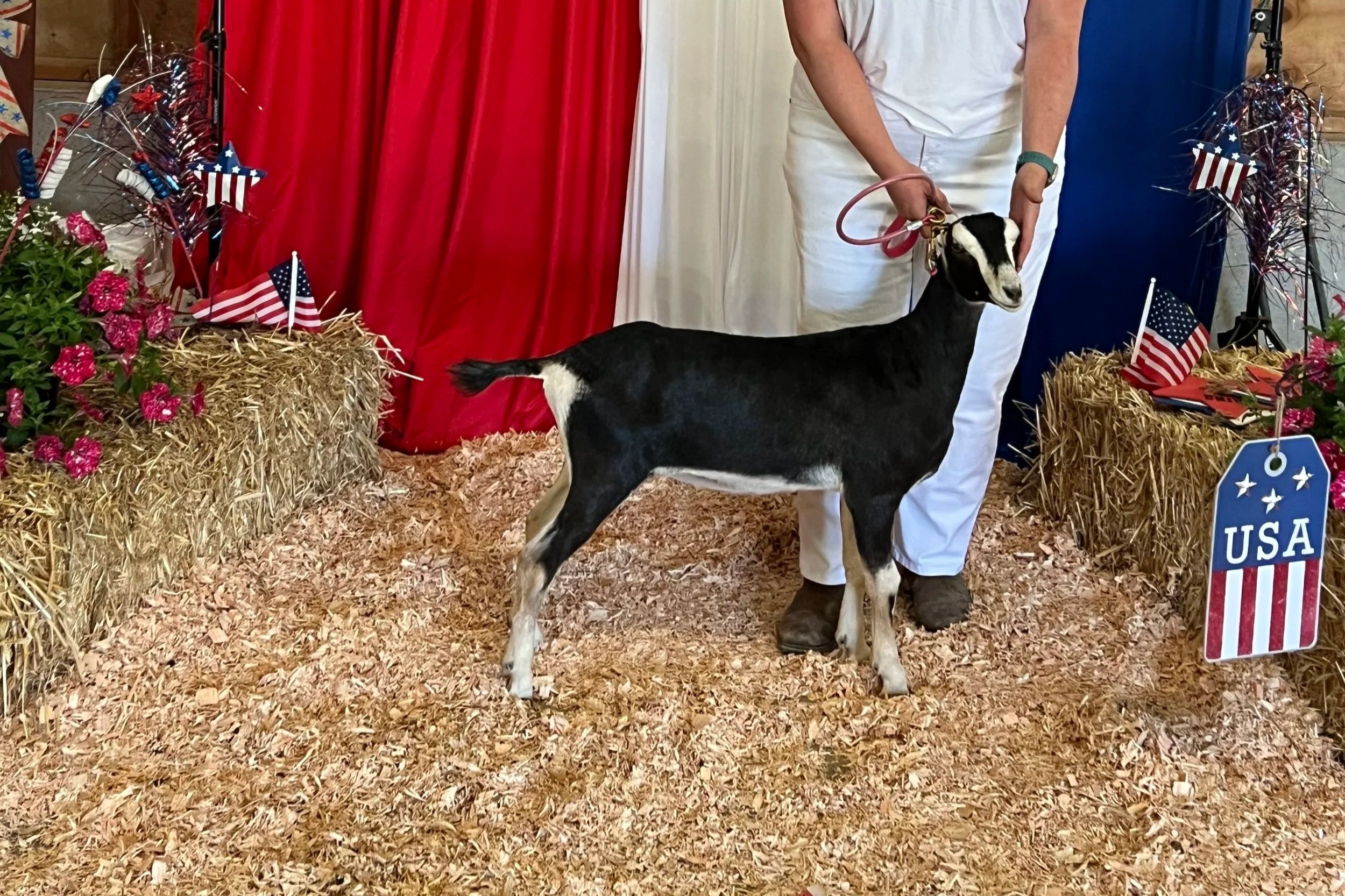 Black and white junior la mancha