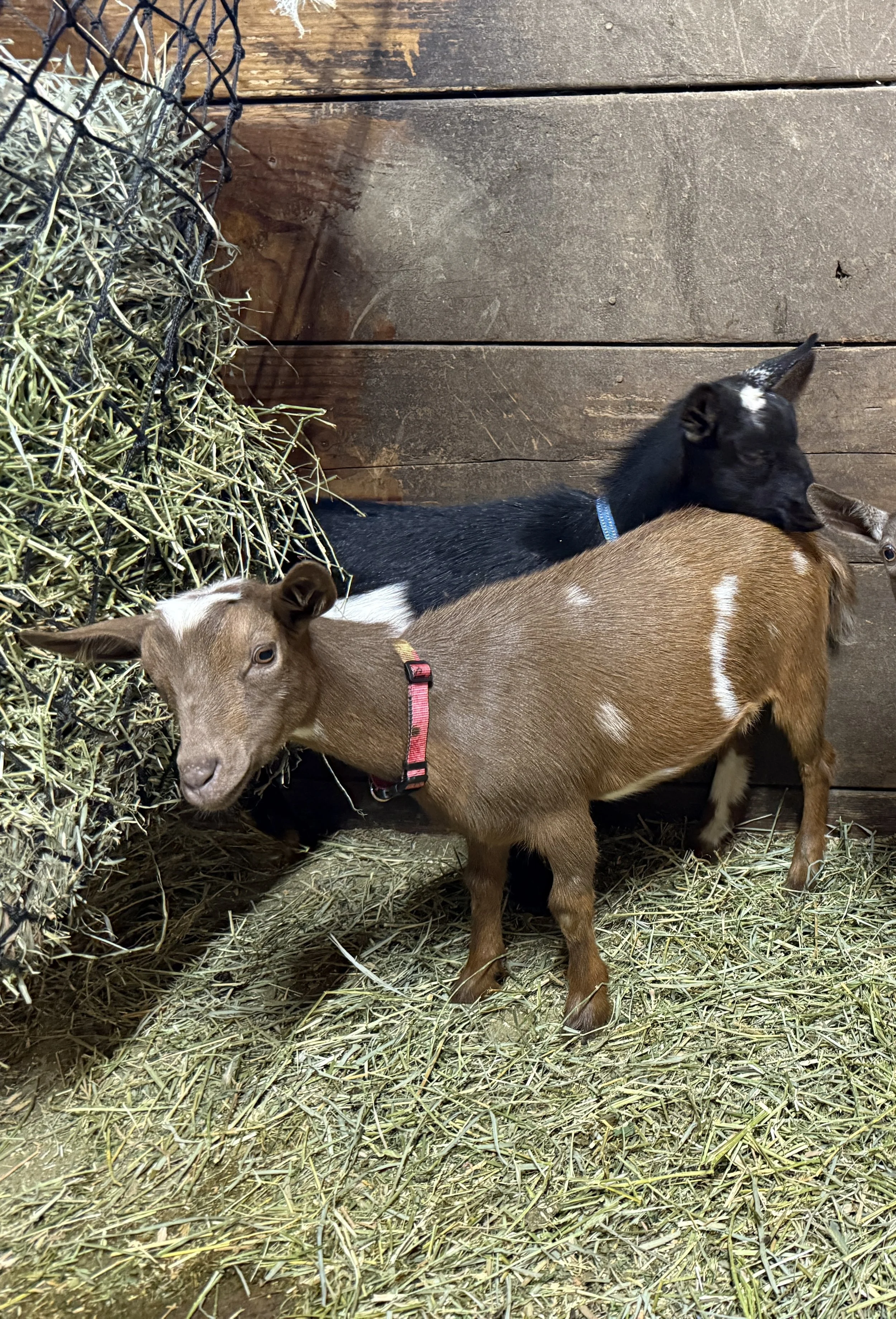 ADGA registered nigerian dwarf goat - doe. chocolate with moonspots and splashes of white.