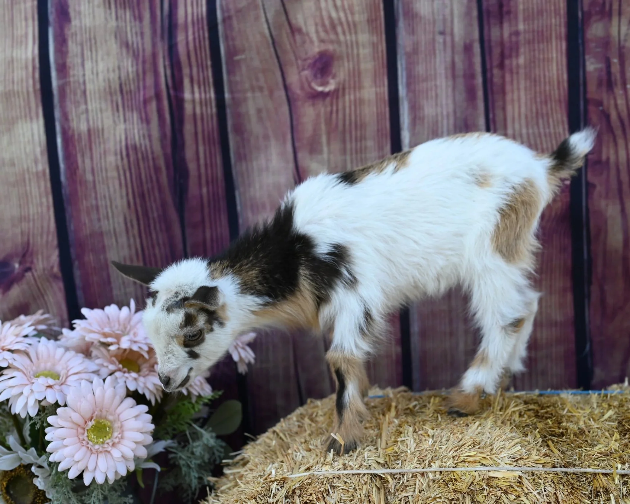 Nigerian Dwarf doeling. Buckskin with abundant white