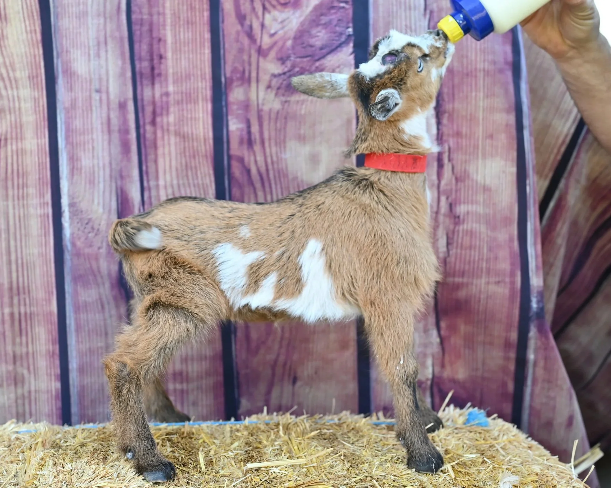 ADGA registered nigerian dwarf doeling. Blue-eyed buckskin with white belly.