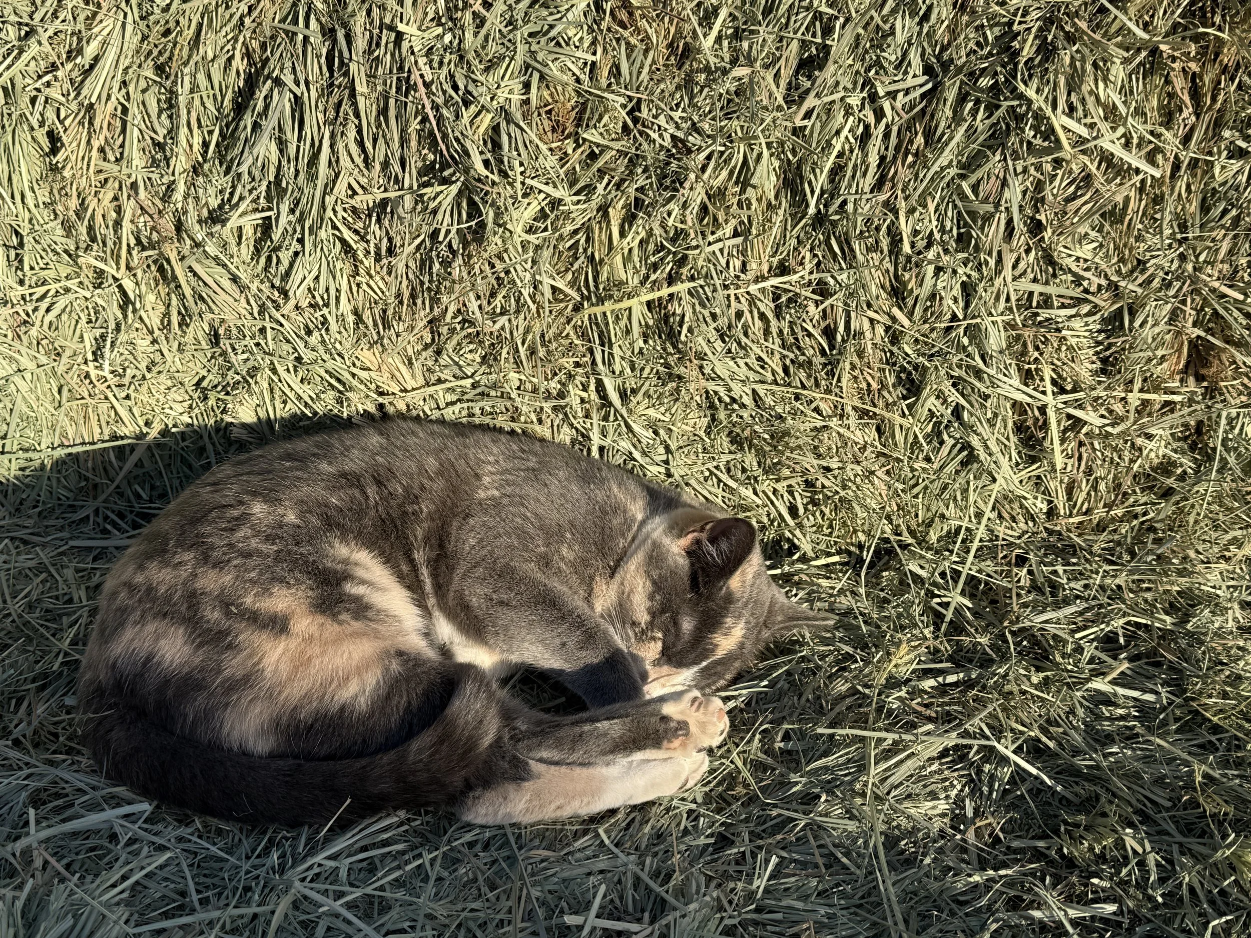 Working Barn Cats for Rodent Control: Why Good Mousers Matter on a Farm