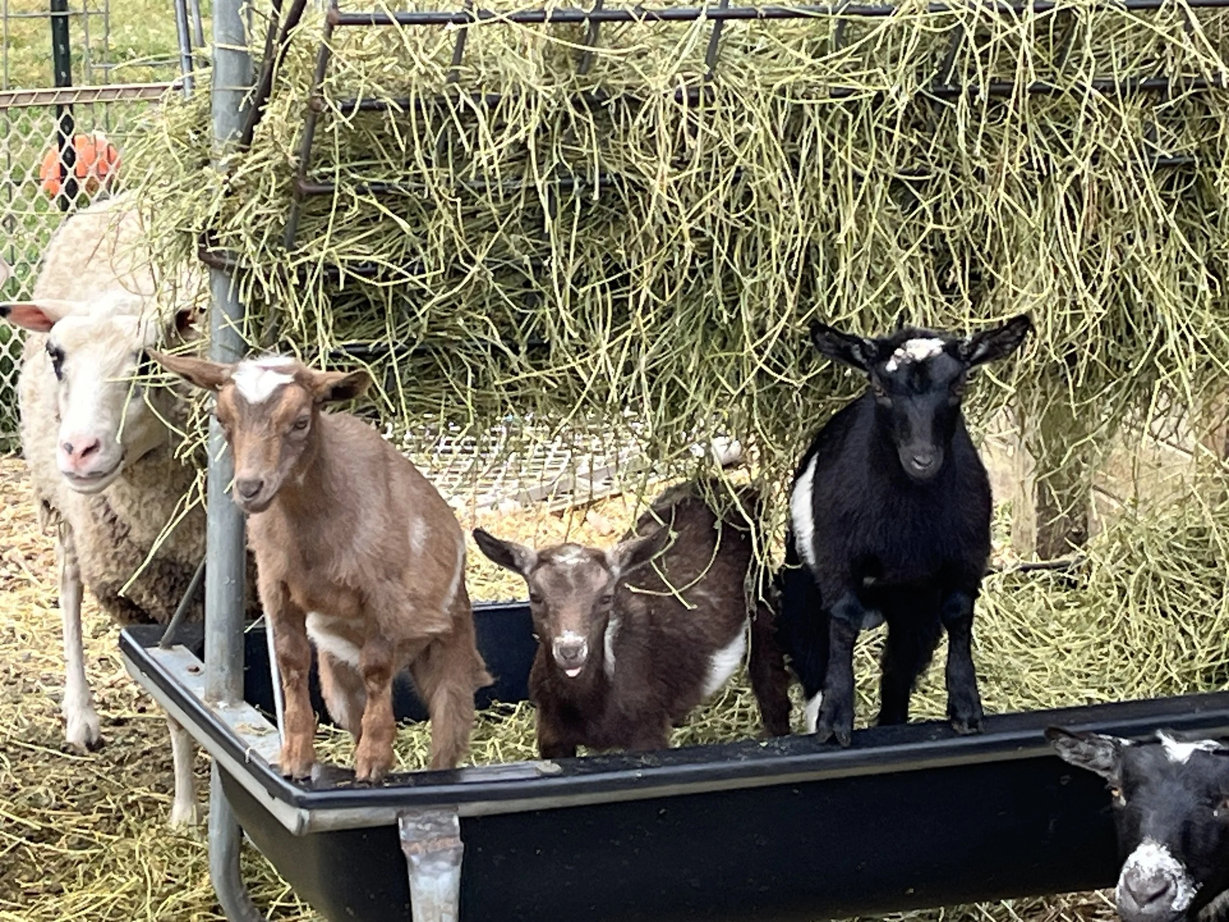 Hay Feeders I’ve Tried, Loved, and Retired