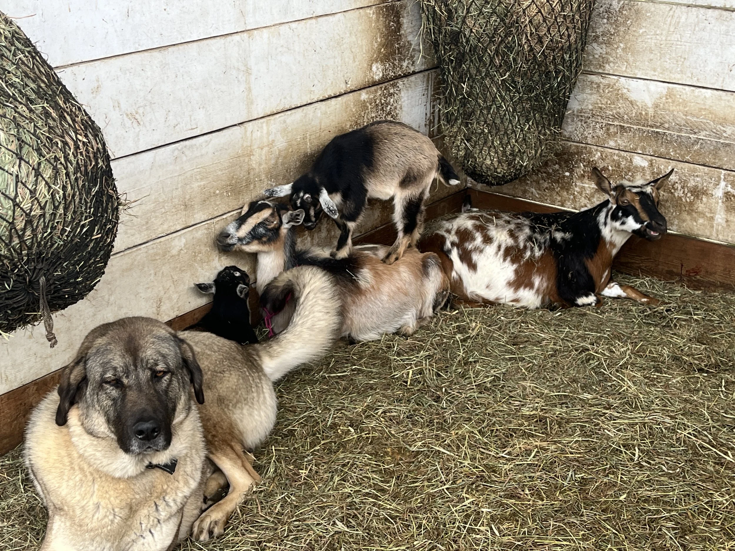Livestock Guardian Dogs: The Night Shift That Keeps My Herd Alive