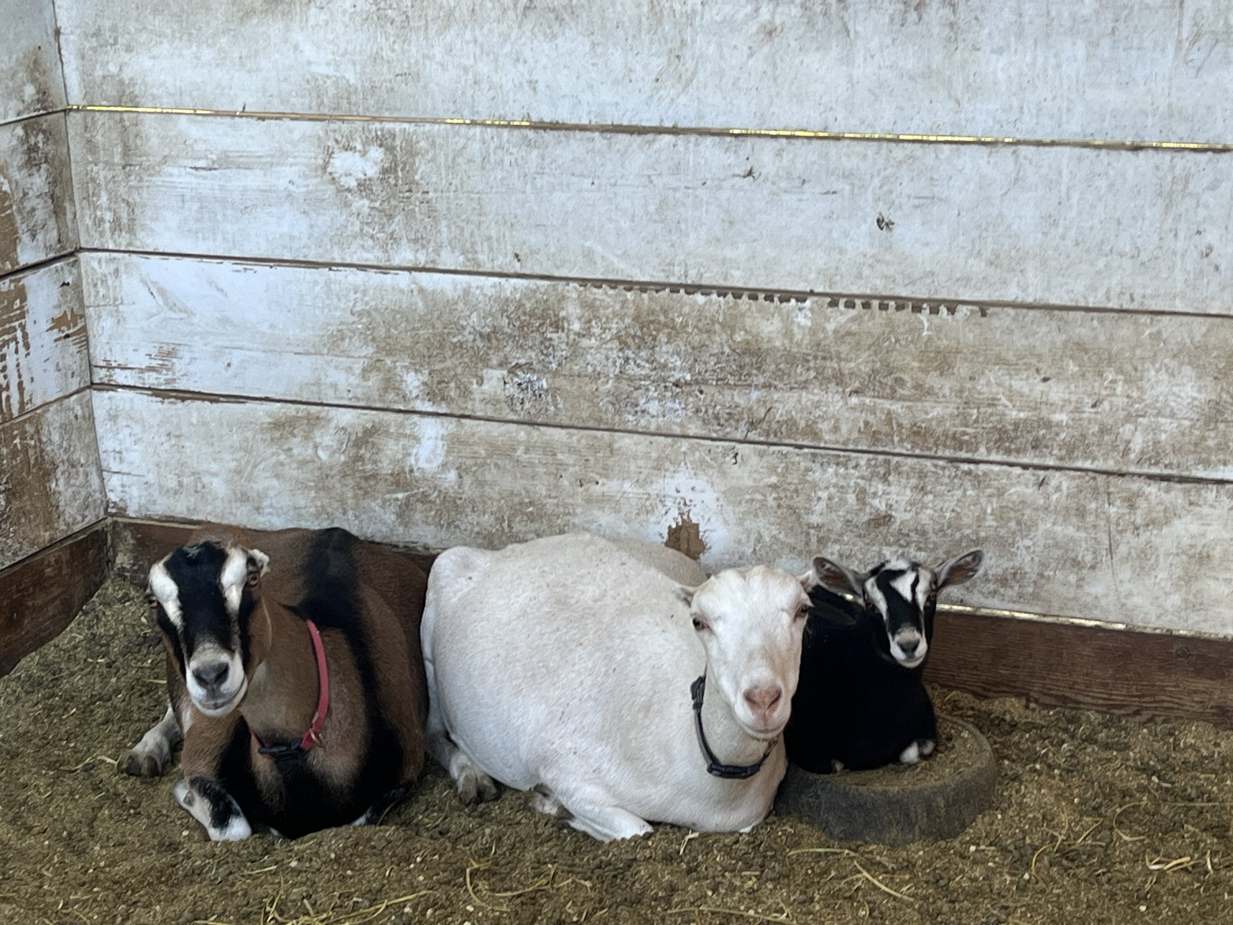 Preparing for Your New Goats 