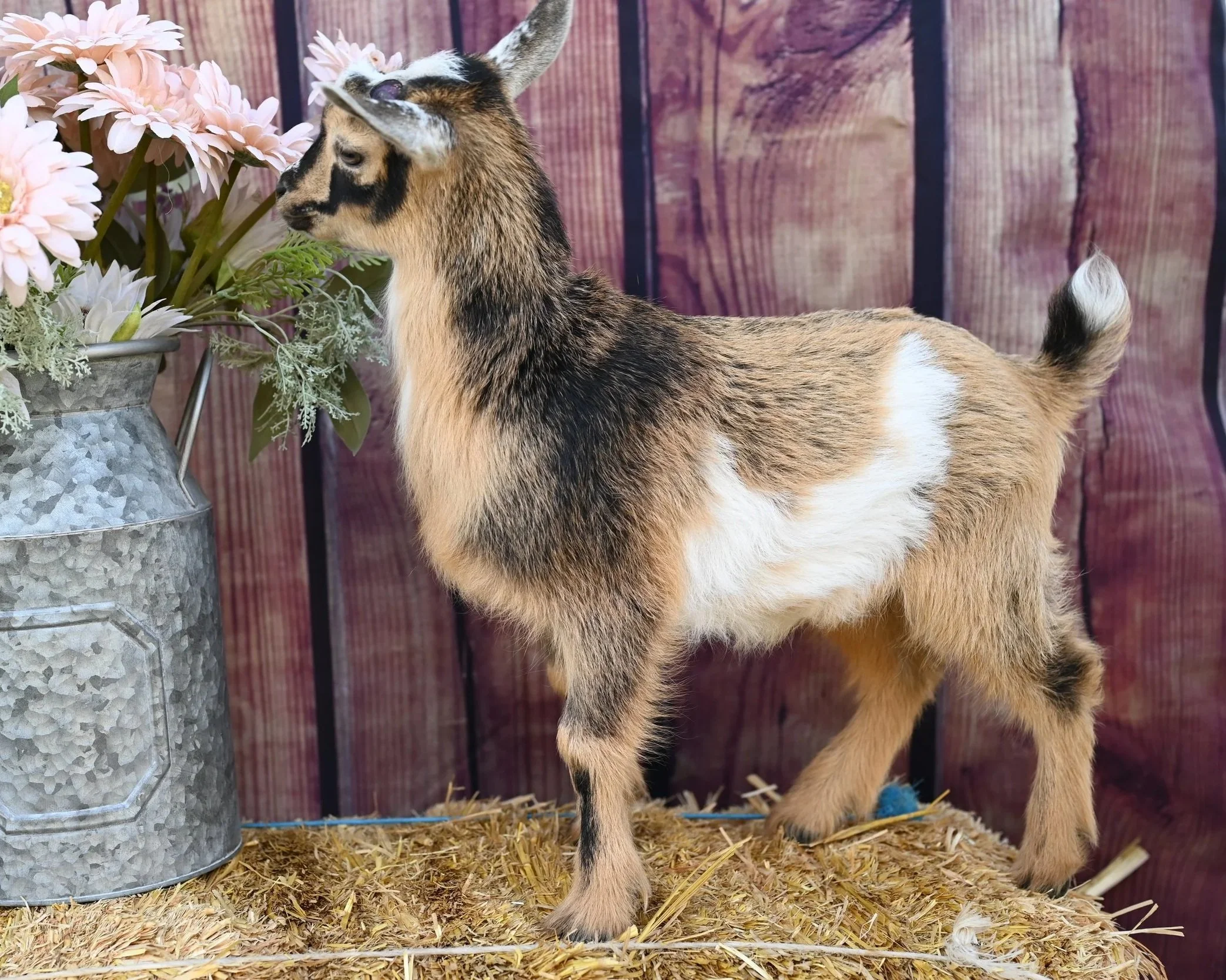 ADGA registered nigerian dwarf doeling.Buckskin with white belly