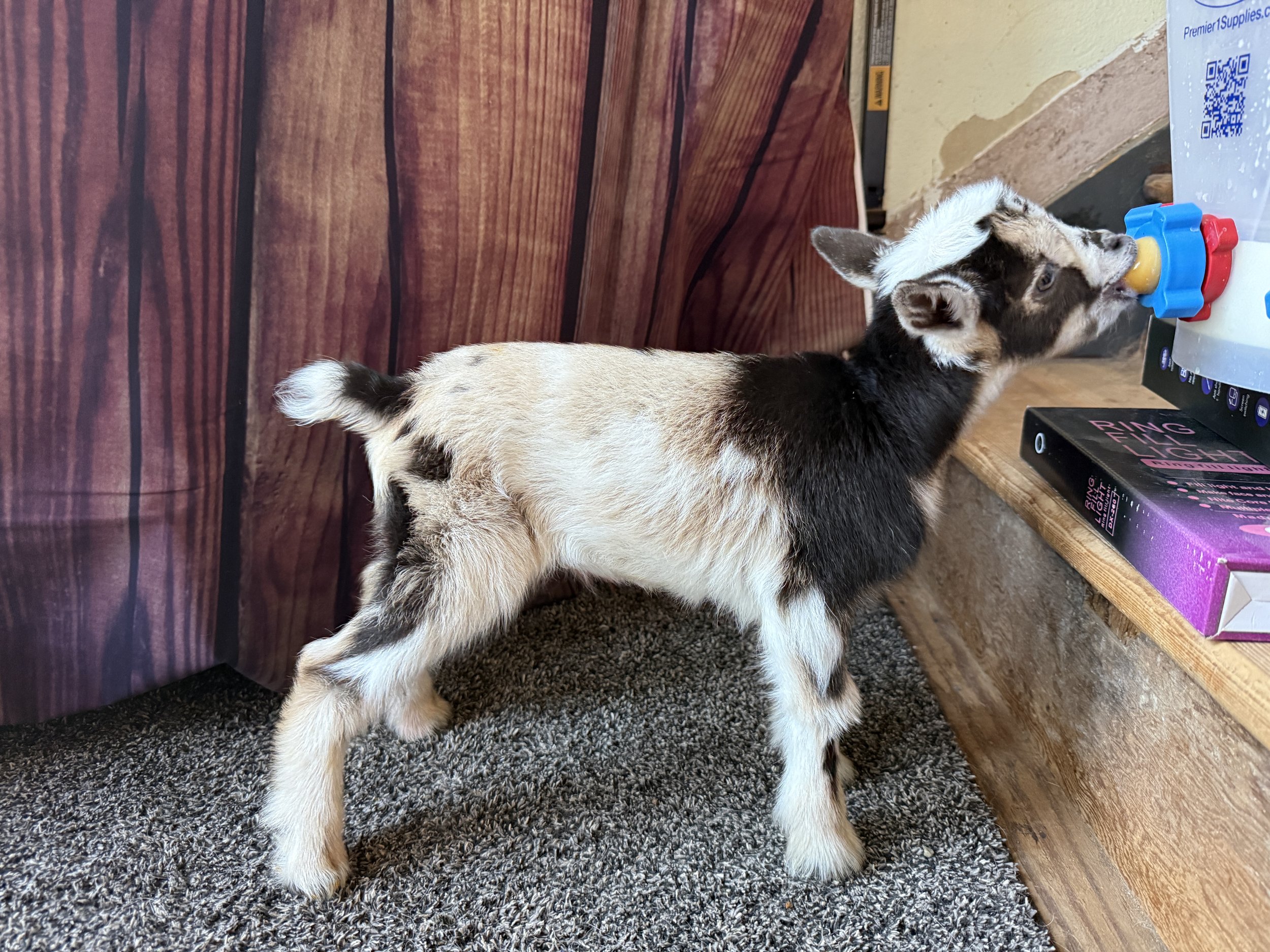 Nigerian dwarf wether. light chocolate buckskin with black shoulders and white poll. shown nursing on a bottle.