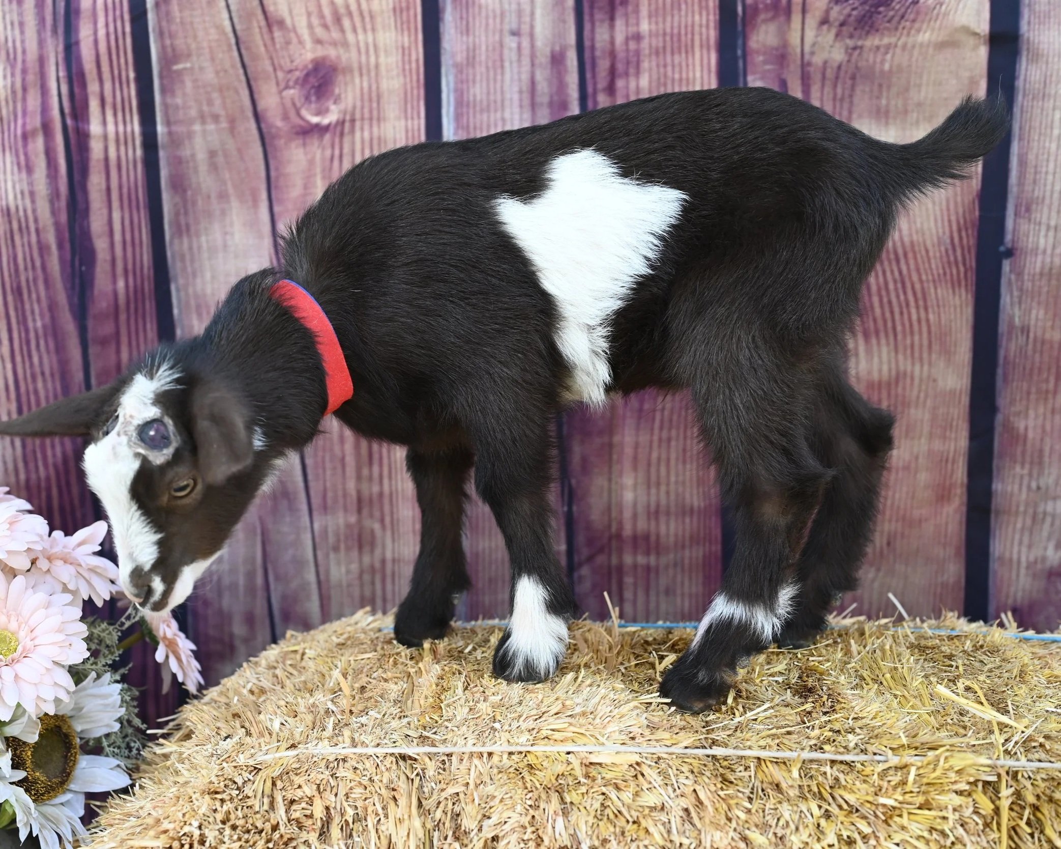 Nigerian Dwarf wether. Black with white belly.