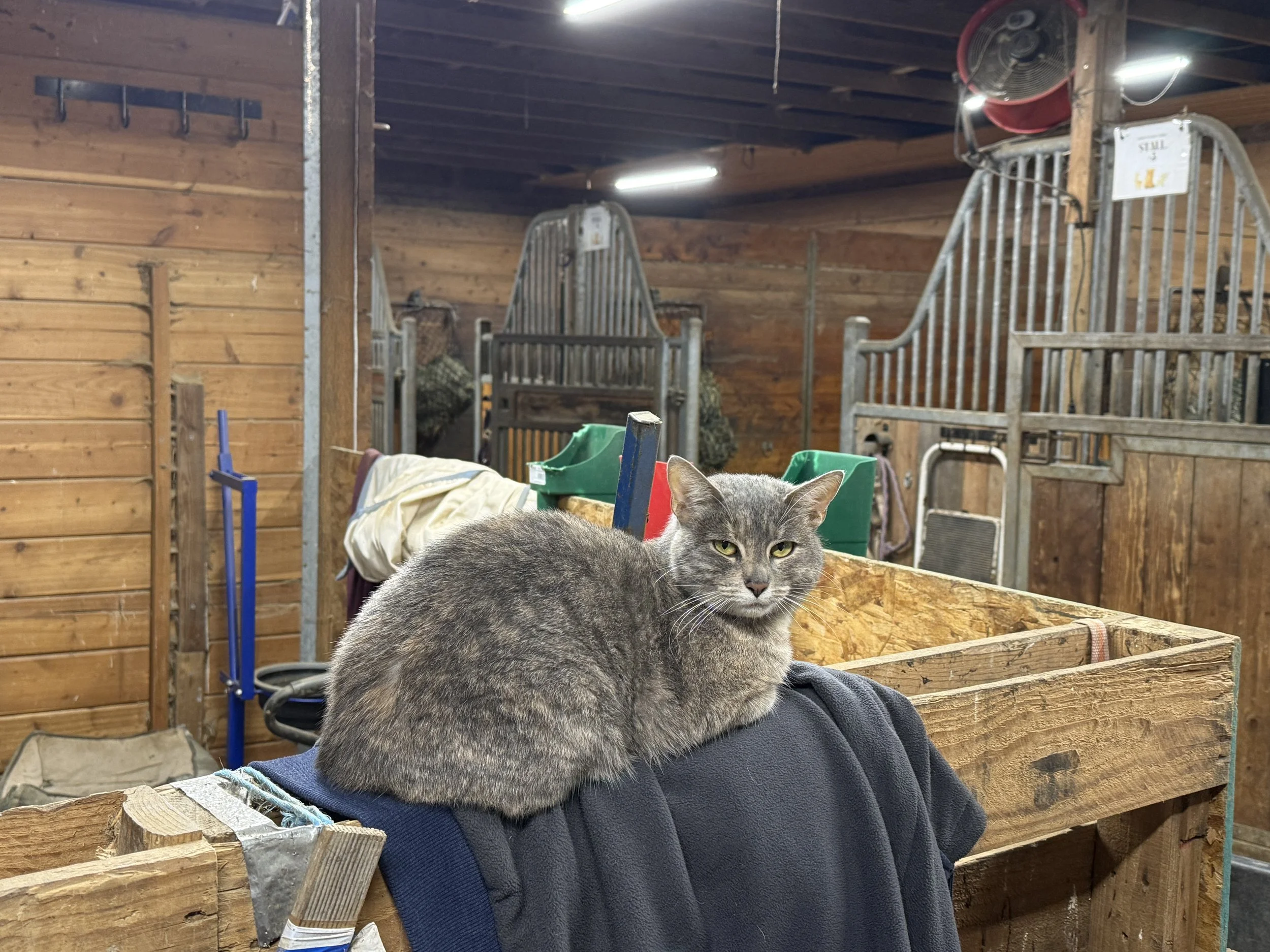 One of our barn cats sitting on top of a jacket that was hung on a stall wall.