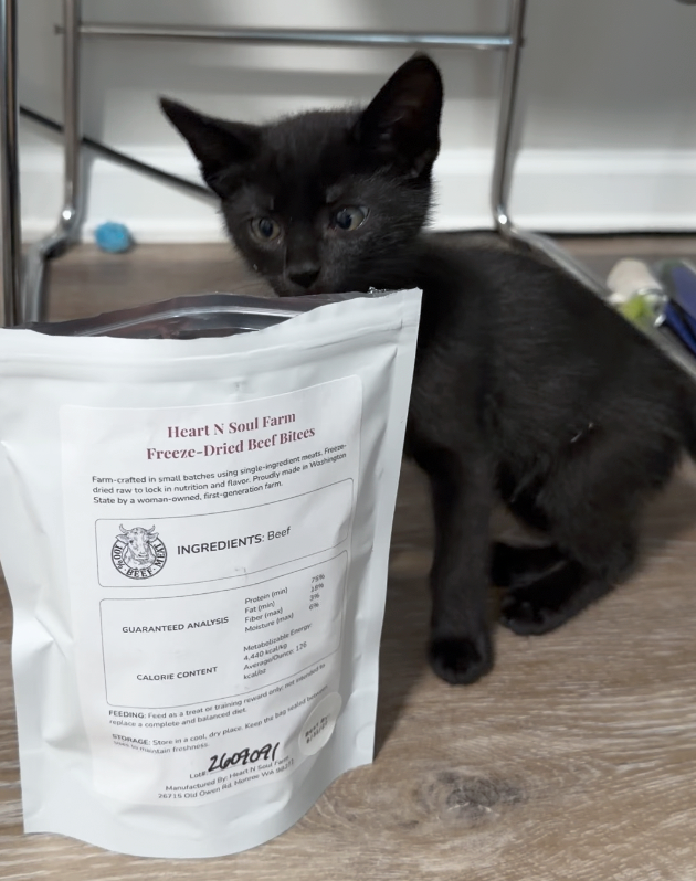 Black kitten looking into a bag of Freeze Dried Beef Bites.