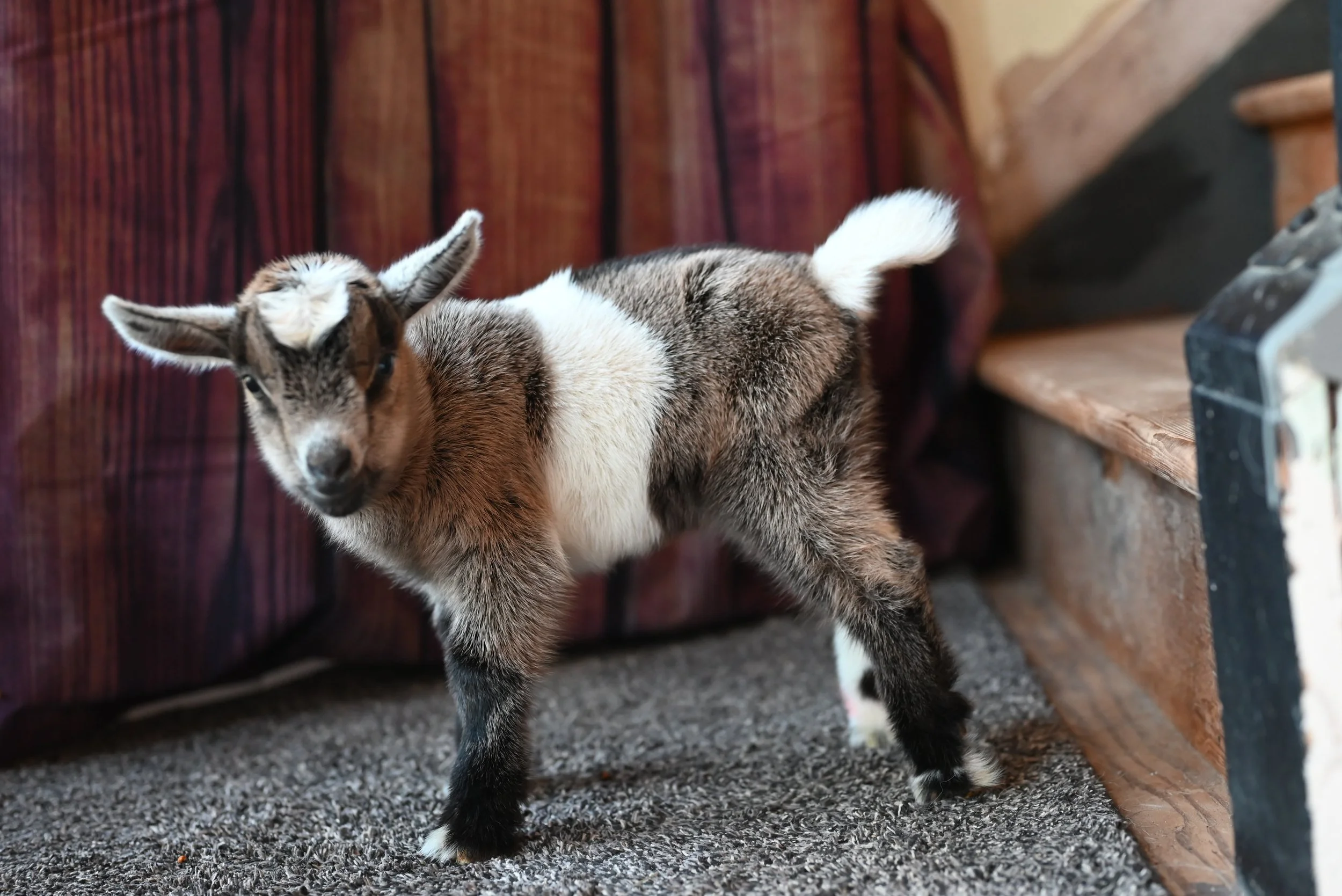 Nigerian dwarf doeling light chamoise with white belt around waist and frosted ears.