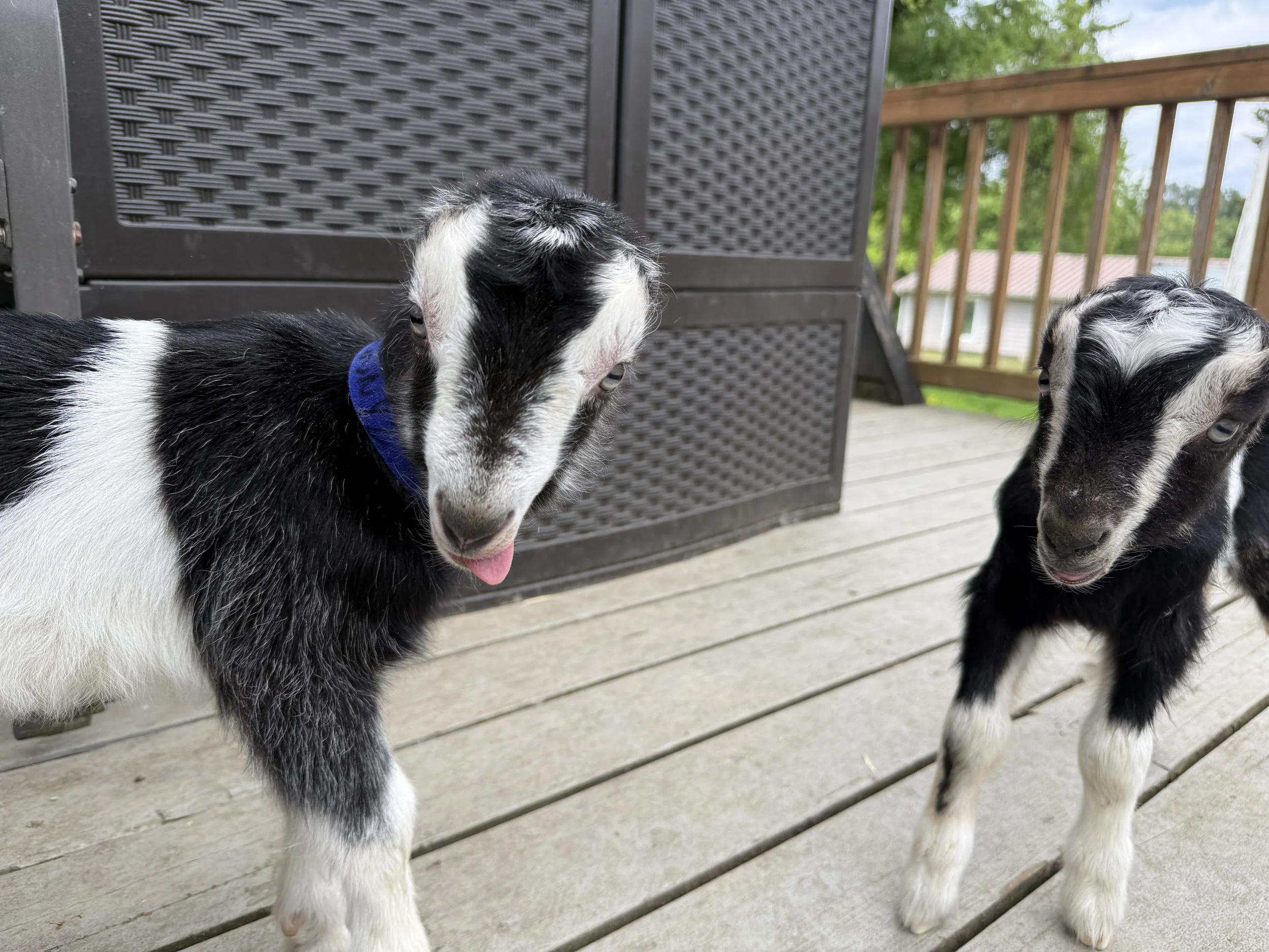 A baby la mancha wether - black with white roaning - sticking his tongue out while looking at the camera.