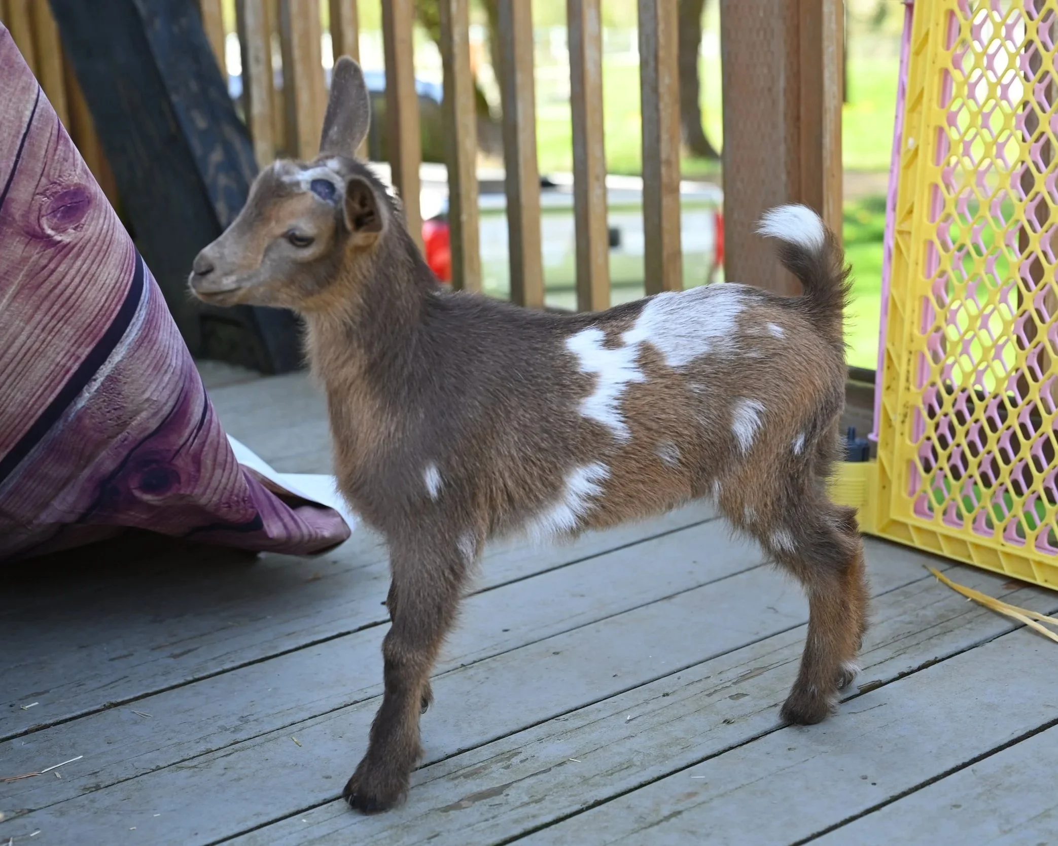 4 week old ADGA registered nigerian dwarf doeling. Chocolate buckskin with moonspots