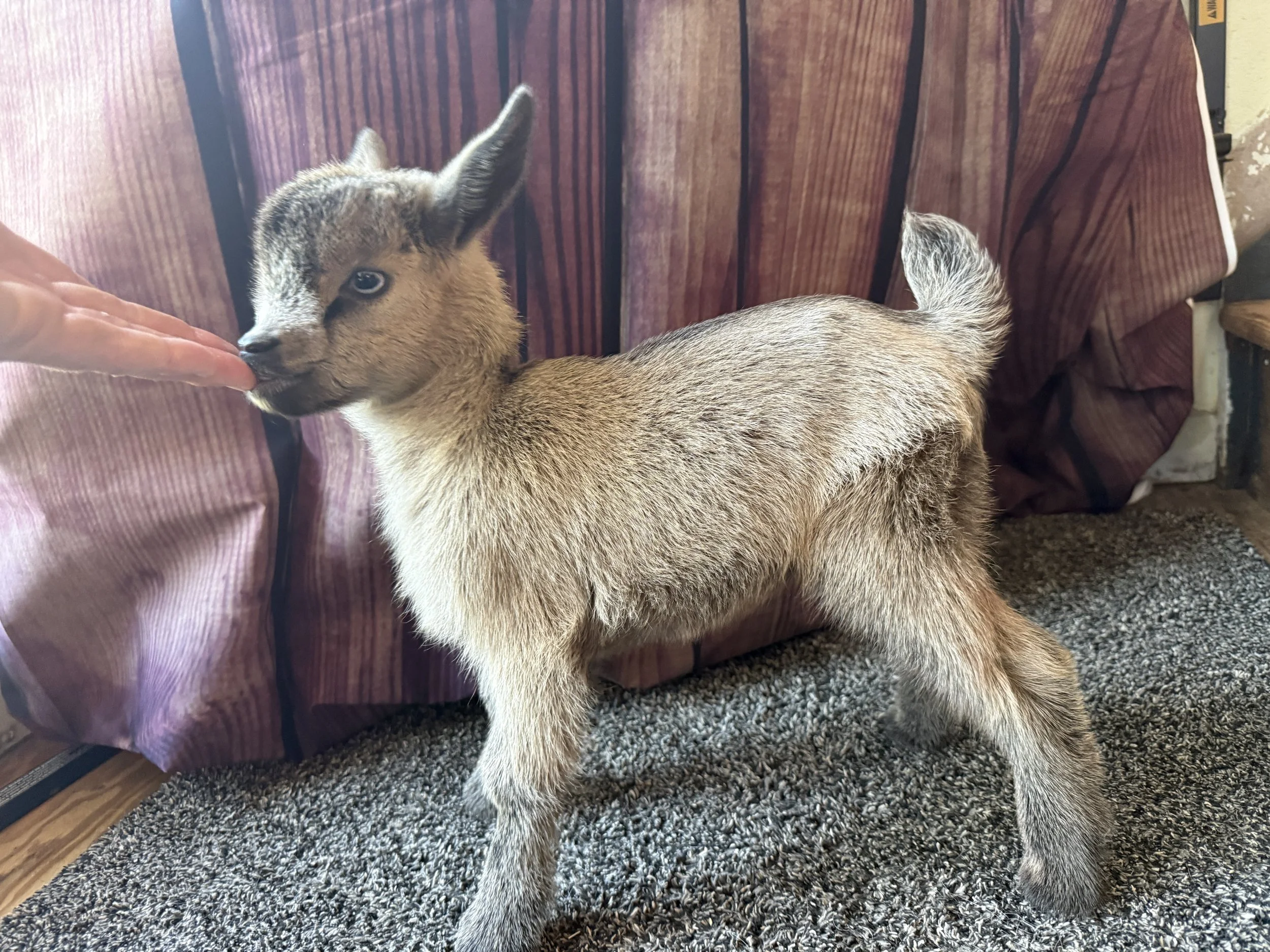Nigerian dwarf doeling chamoise with roaning and blue eyes.