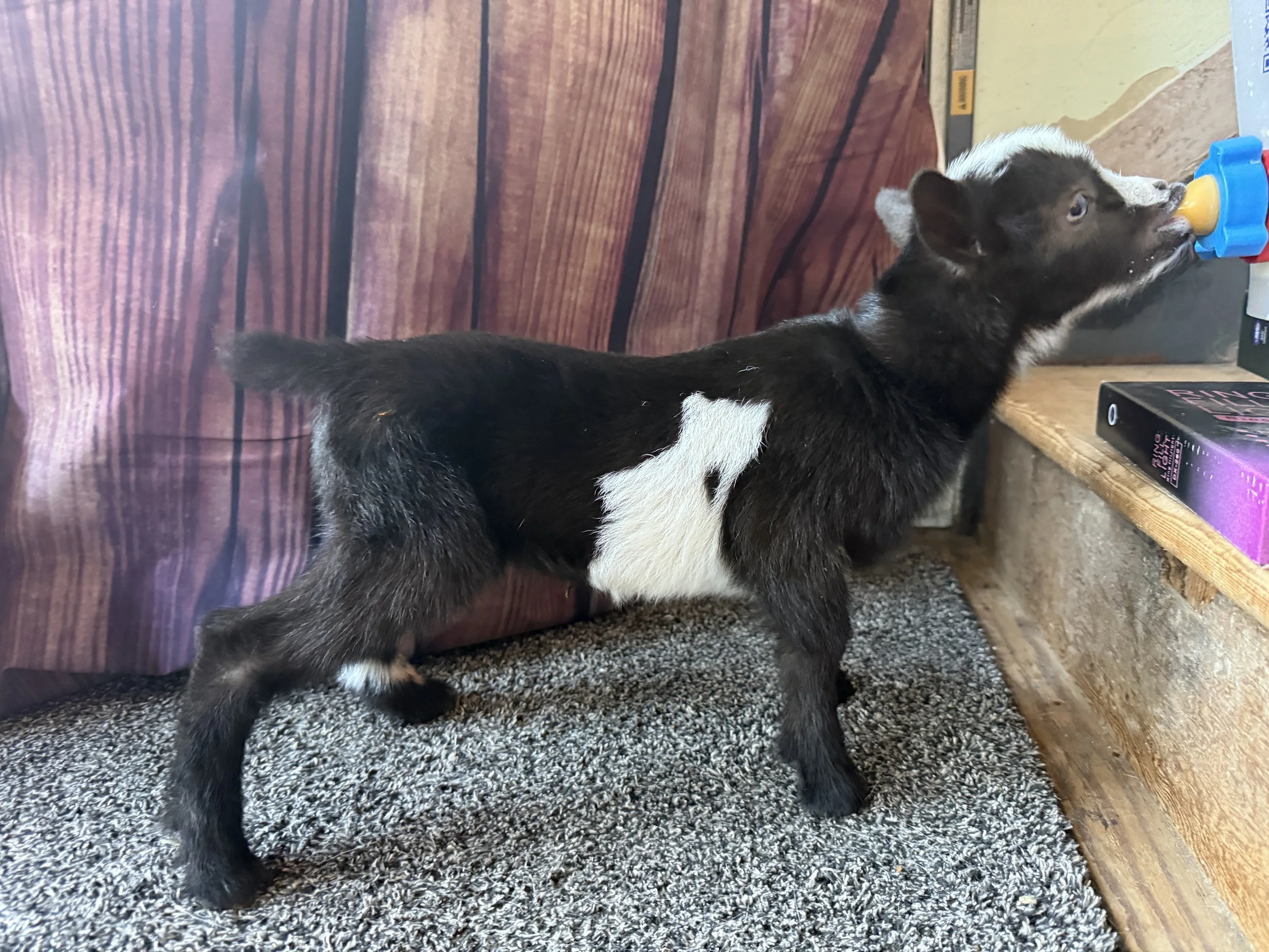 Nigerian Dwarf wether. Black with white belly.