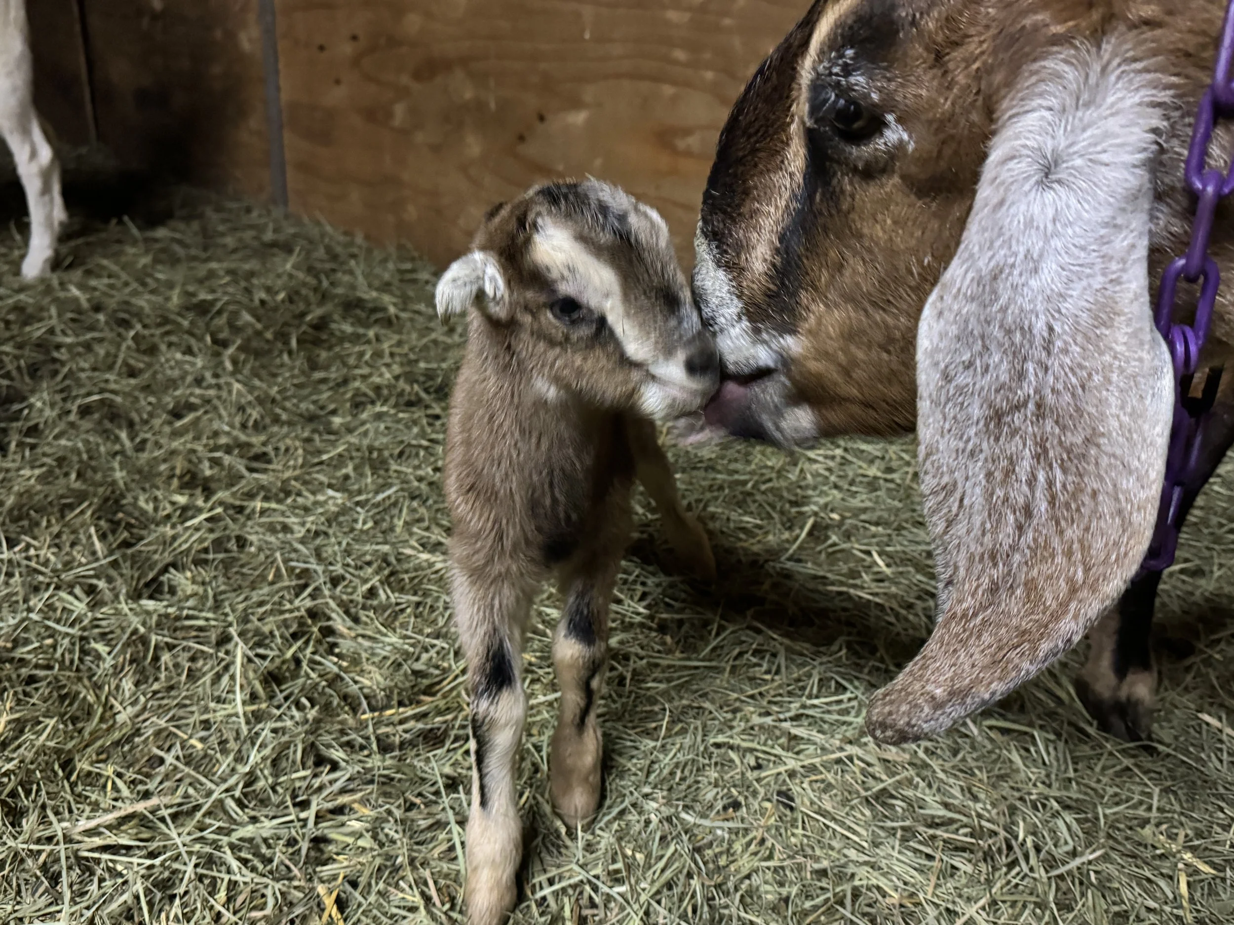 newborn buckskin la mancha/nubian cross wether with his mom licking him clean