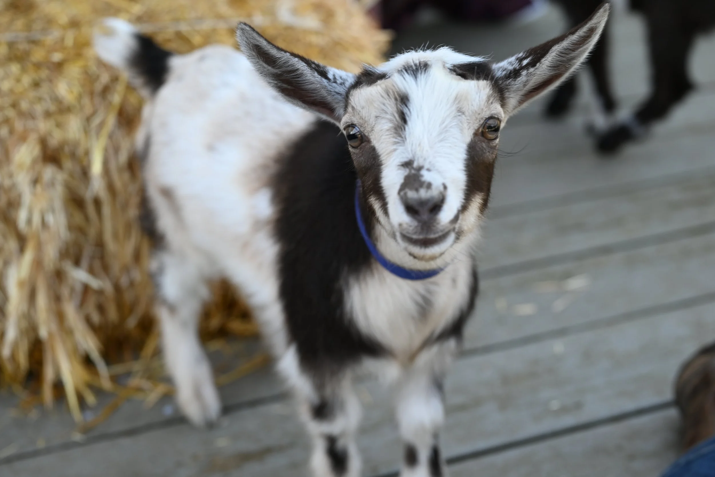Nigerian dwarf wether. chocolate buckskin