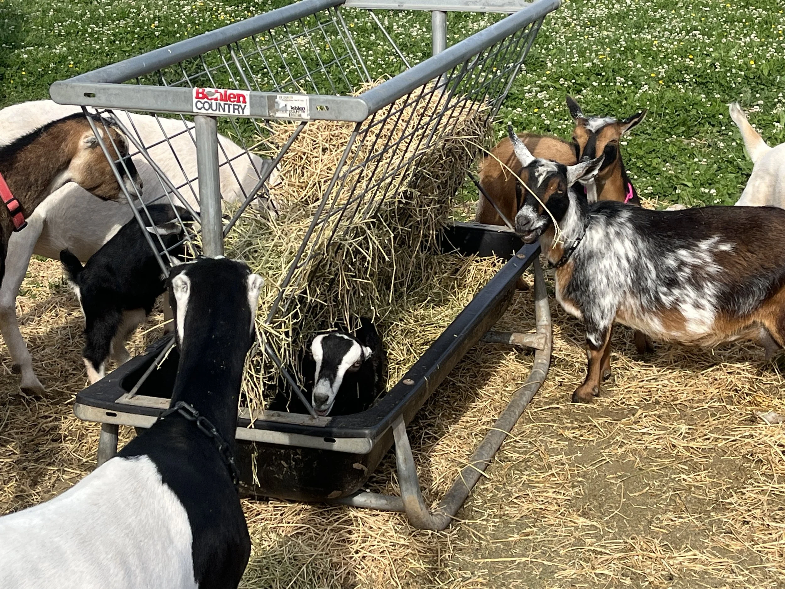 Our La Mancha doeling laying in the trough of the hay feeder.