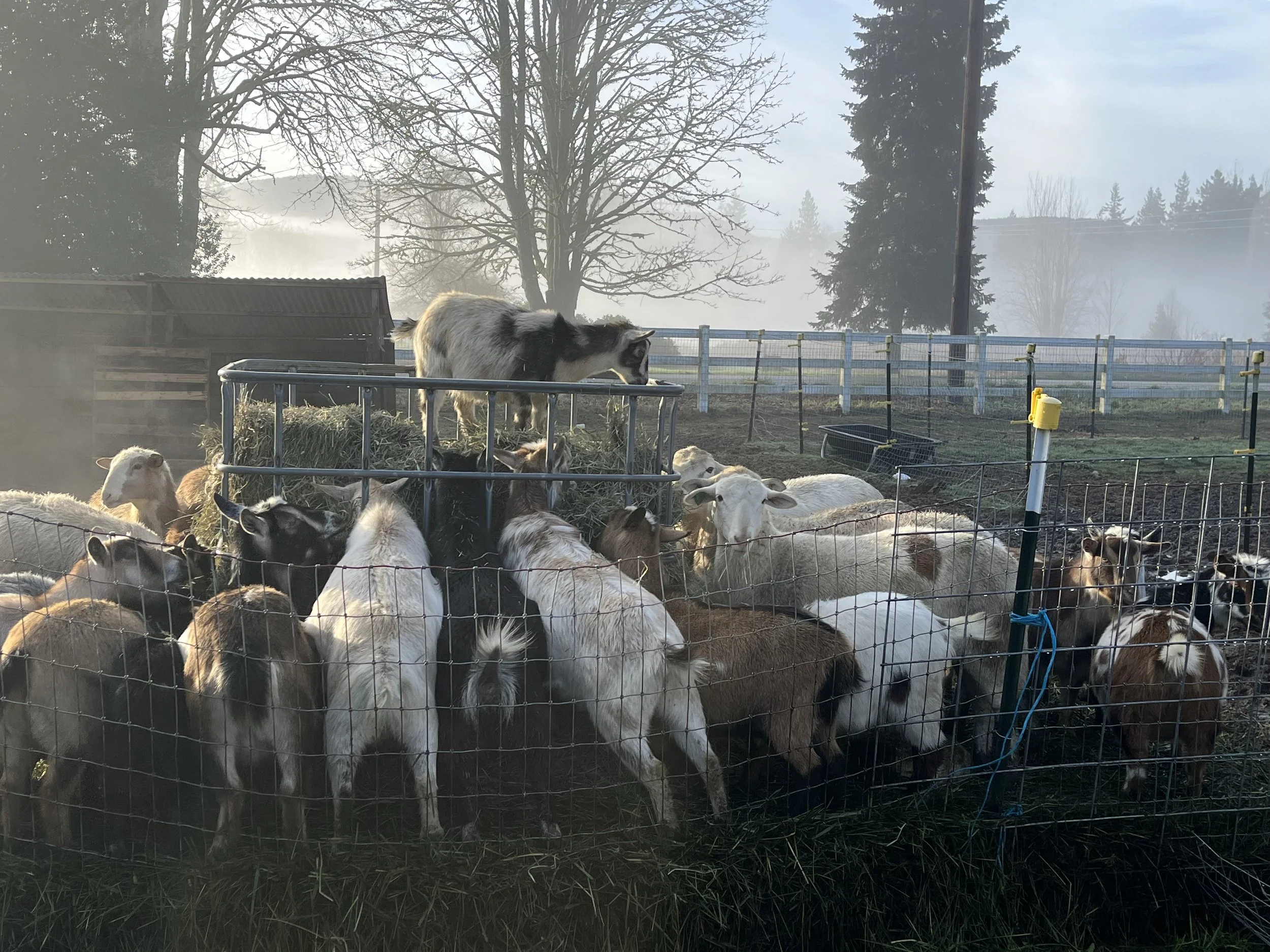 A goat stands on top of hay inside the IBC cage used as a hay feeder while goats and sheep on the outside are eating the hay.