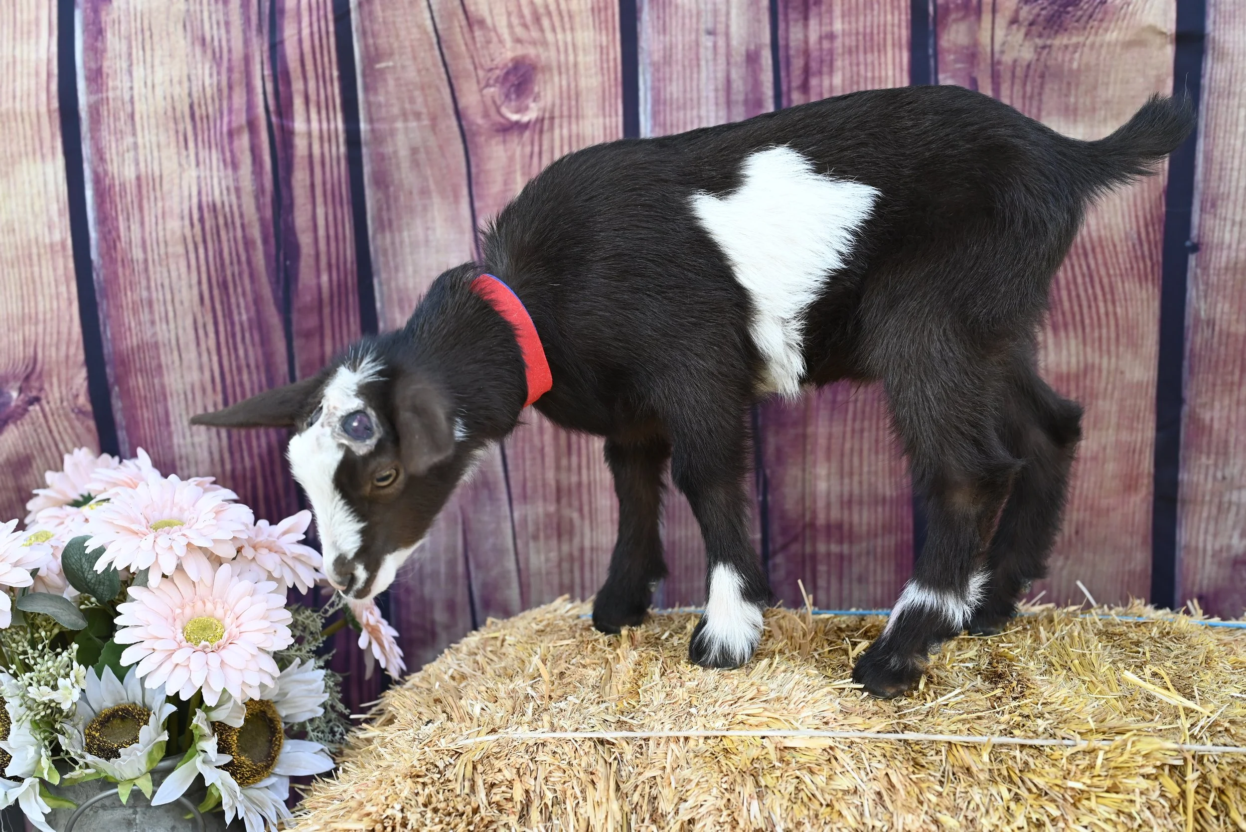nigerian dwarf wether - mostly black with a white belt