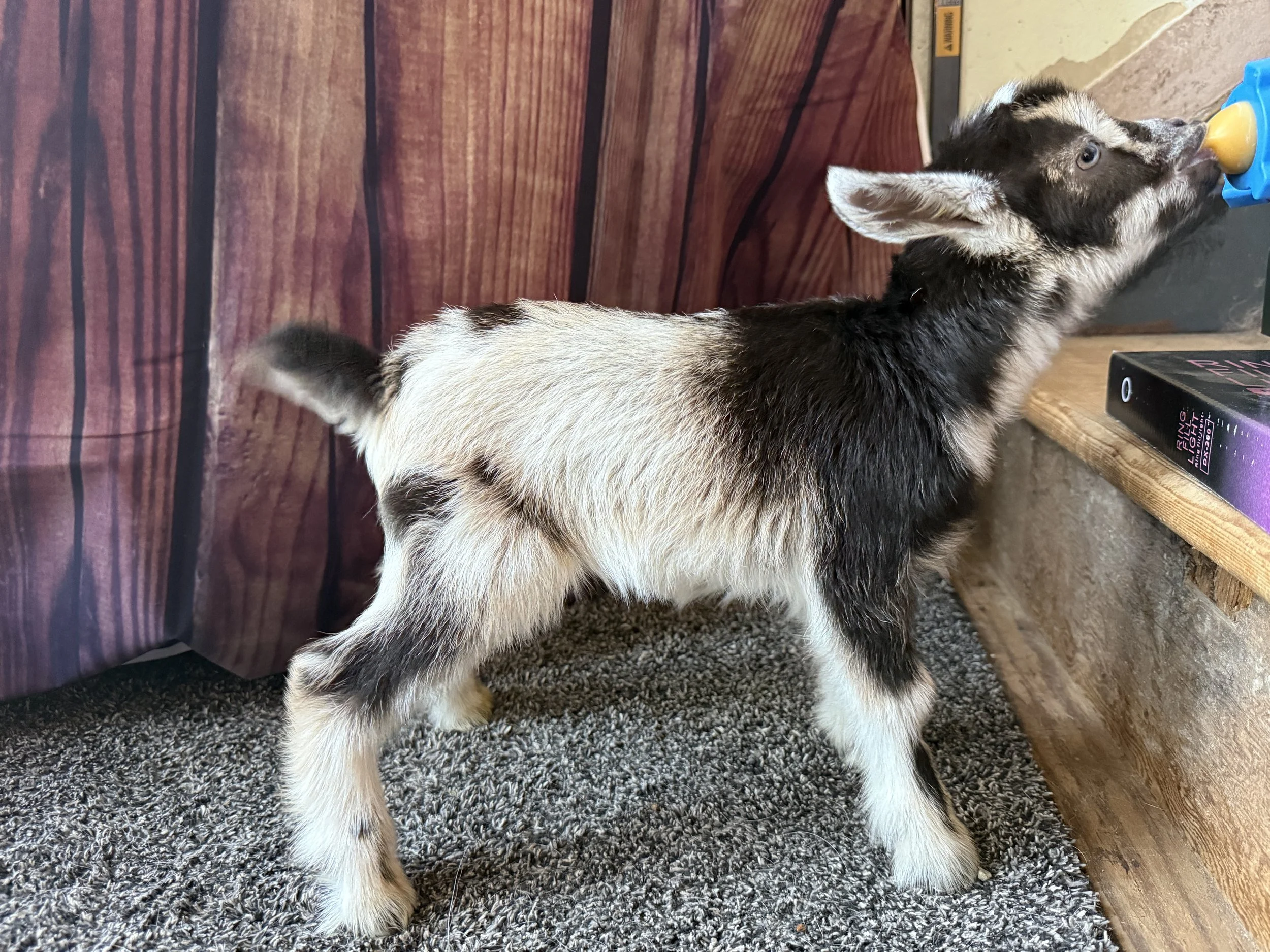 Nigerian dwarf doeling. chocolate buckskin with very light brown body and black shoulders and neck. shown nursing on a bottle.