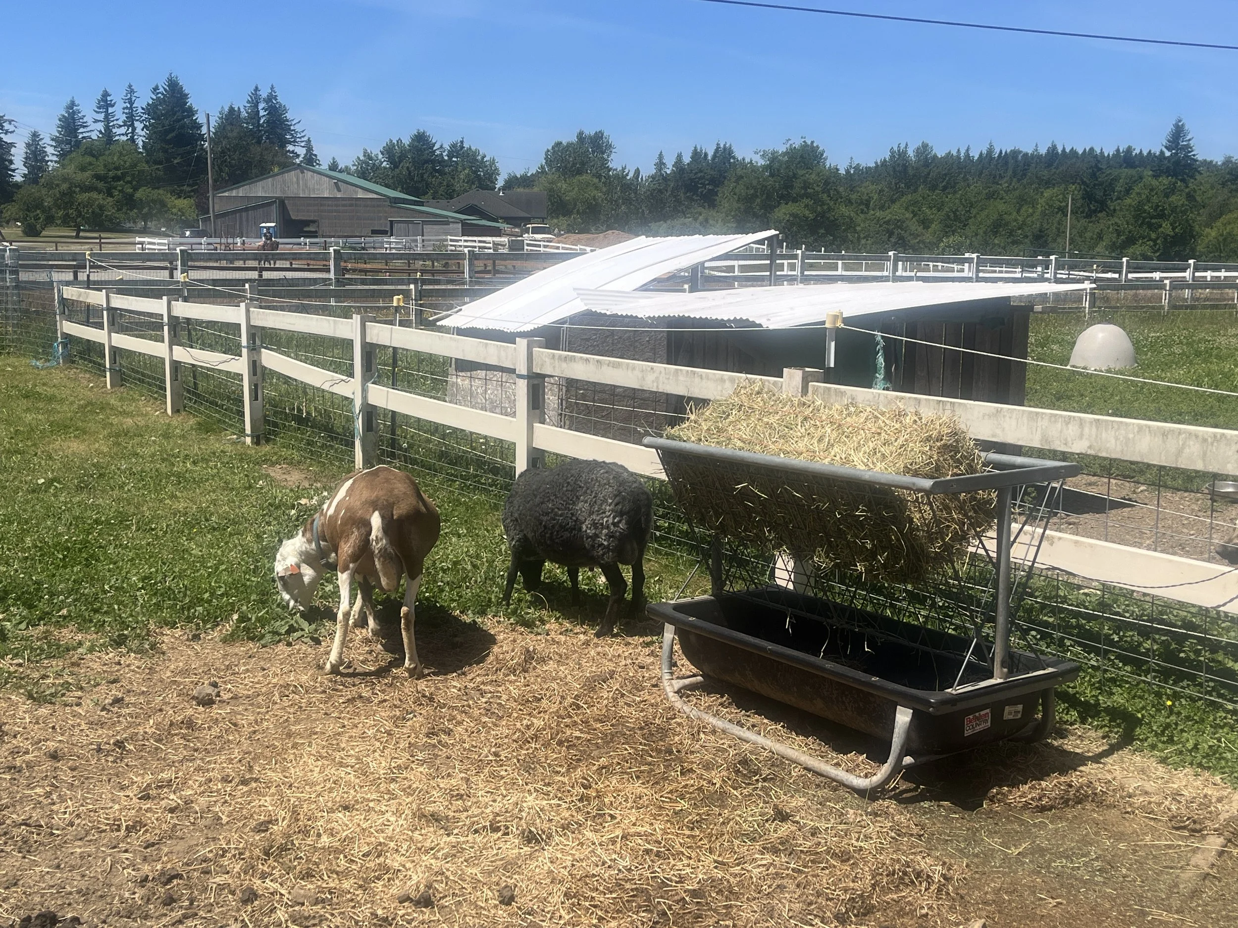 Bunk hay feeder with a full 2-string hay bale loaded in it while 2 rams eat grass off to the side.