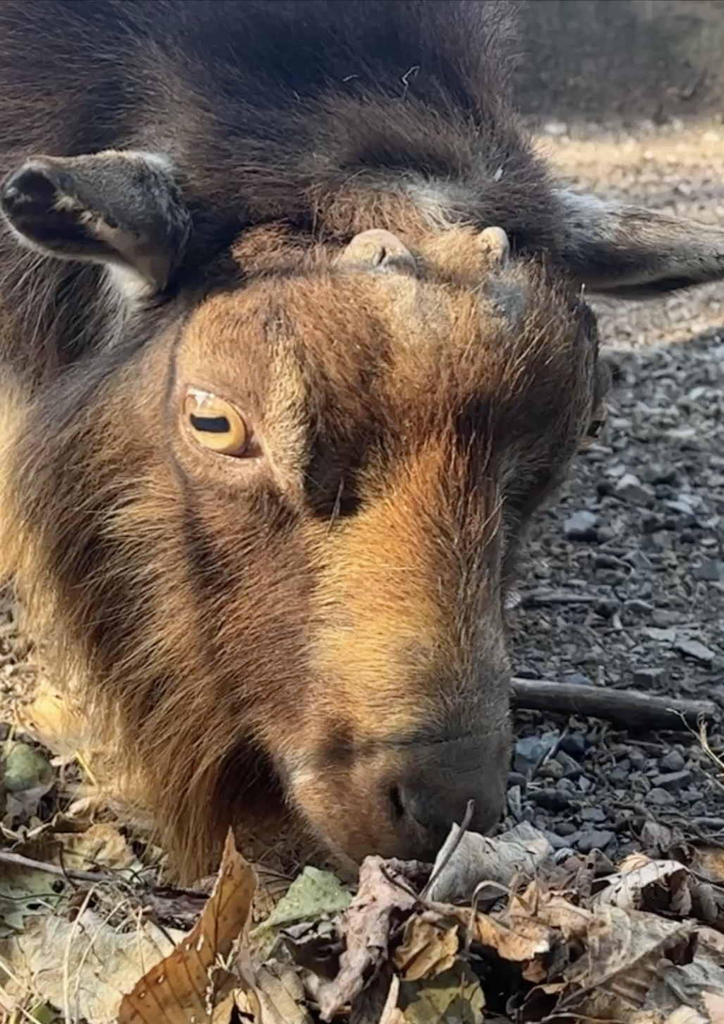 October on the Farm: Breeding Season Begins