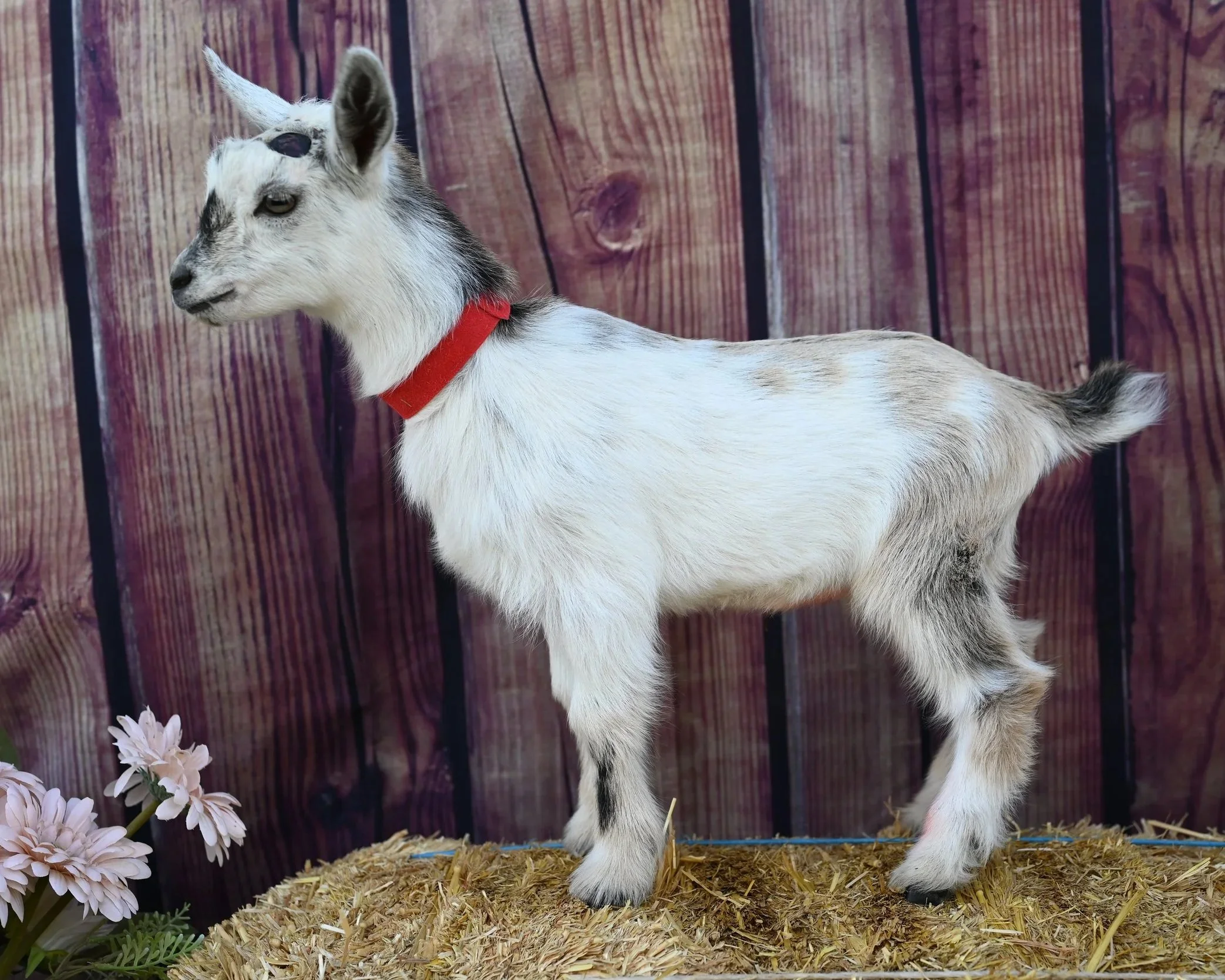 ADGA registered nigerian dwarf doeling. Chamoise with abundant white