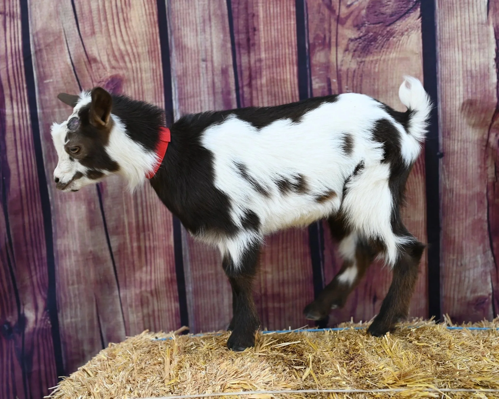 ADGA registered nigerian dwarf doeling. Black with abundant white