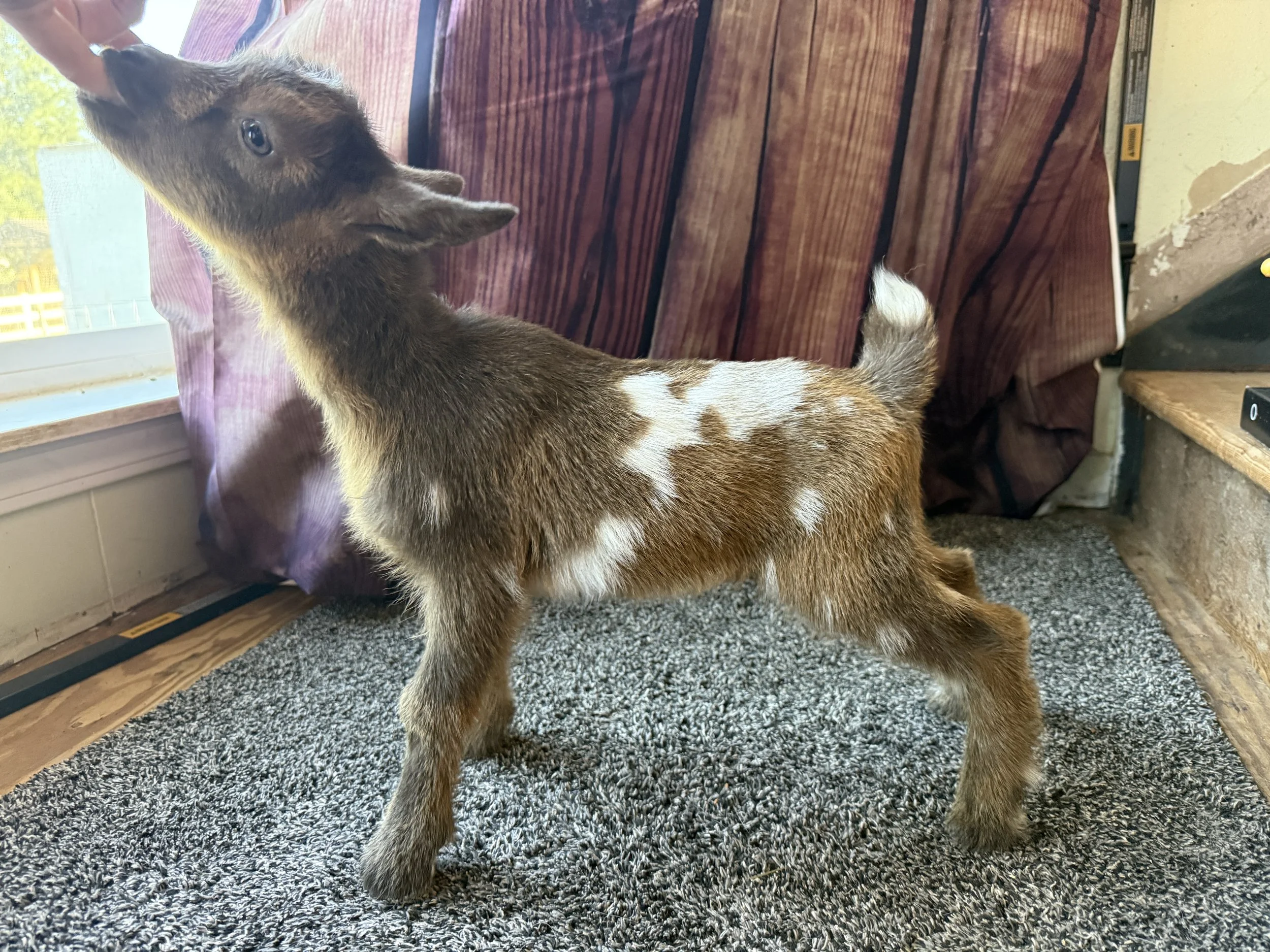 Nigerian Dwarf doeling chocolate bucksking with moonspots shown nursing a finger.