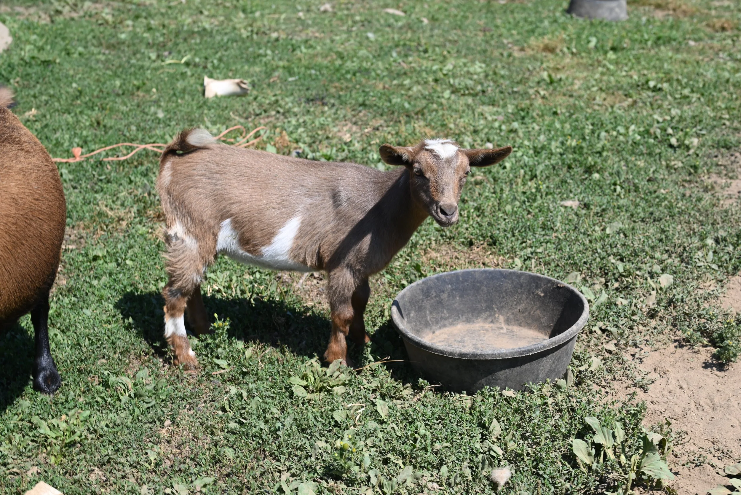 ADGA registered nigerian dwarf goat - doe. chocolate with moonspots and splashes of white.