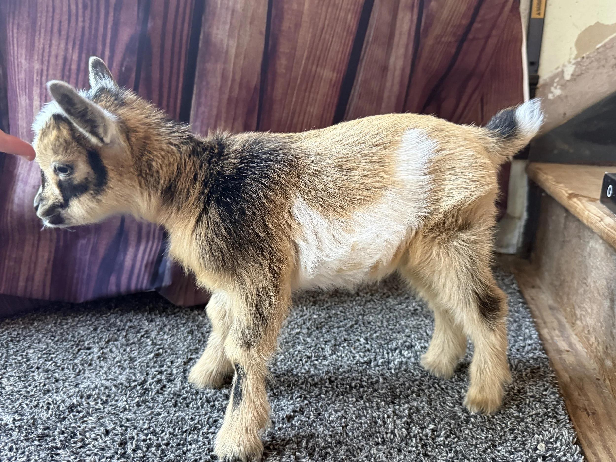 Nigerian Dwarf doeling tan buckskin with a white belly and poll.
