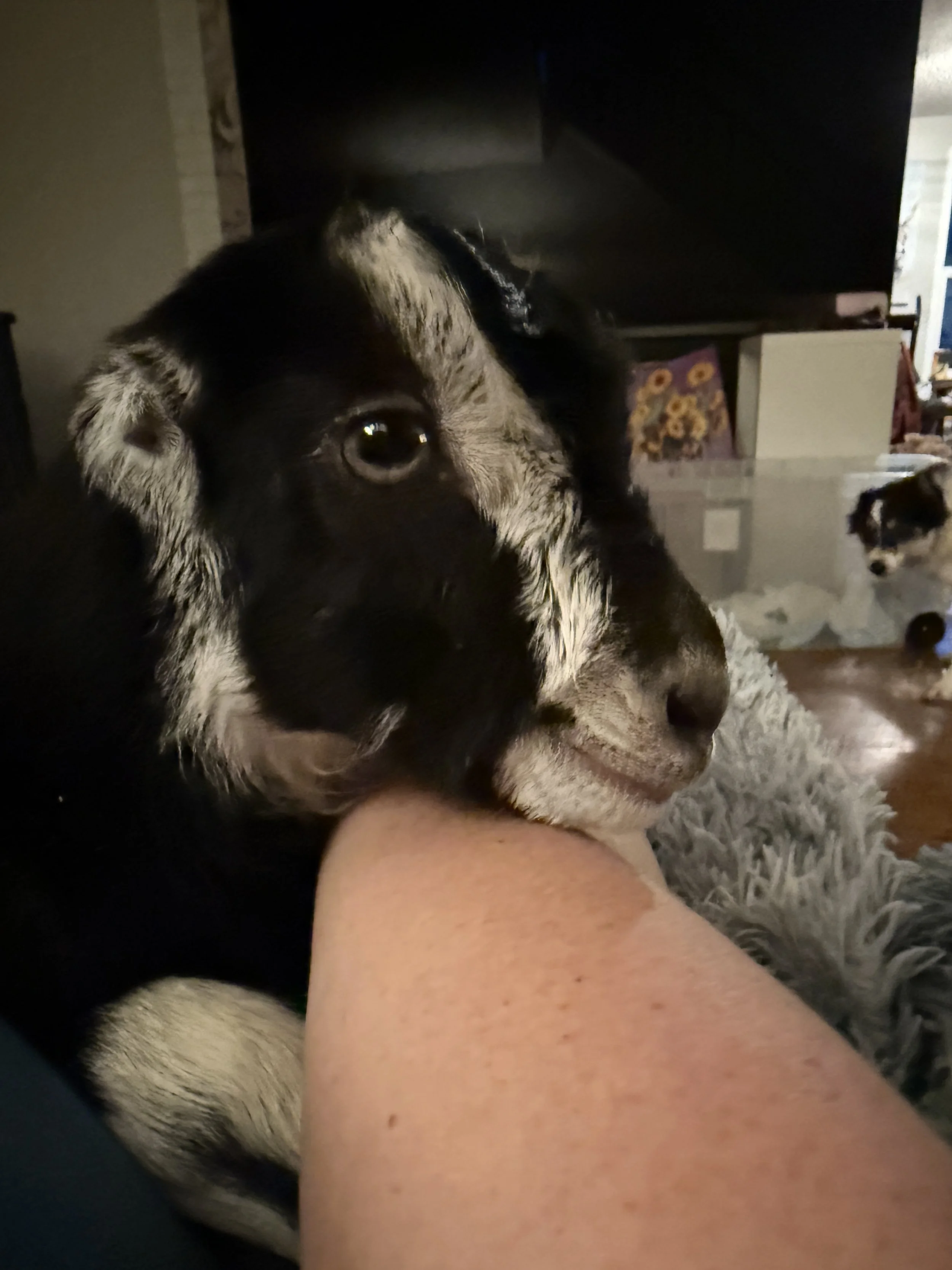 newborn la mancha wether headshot