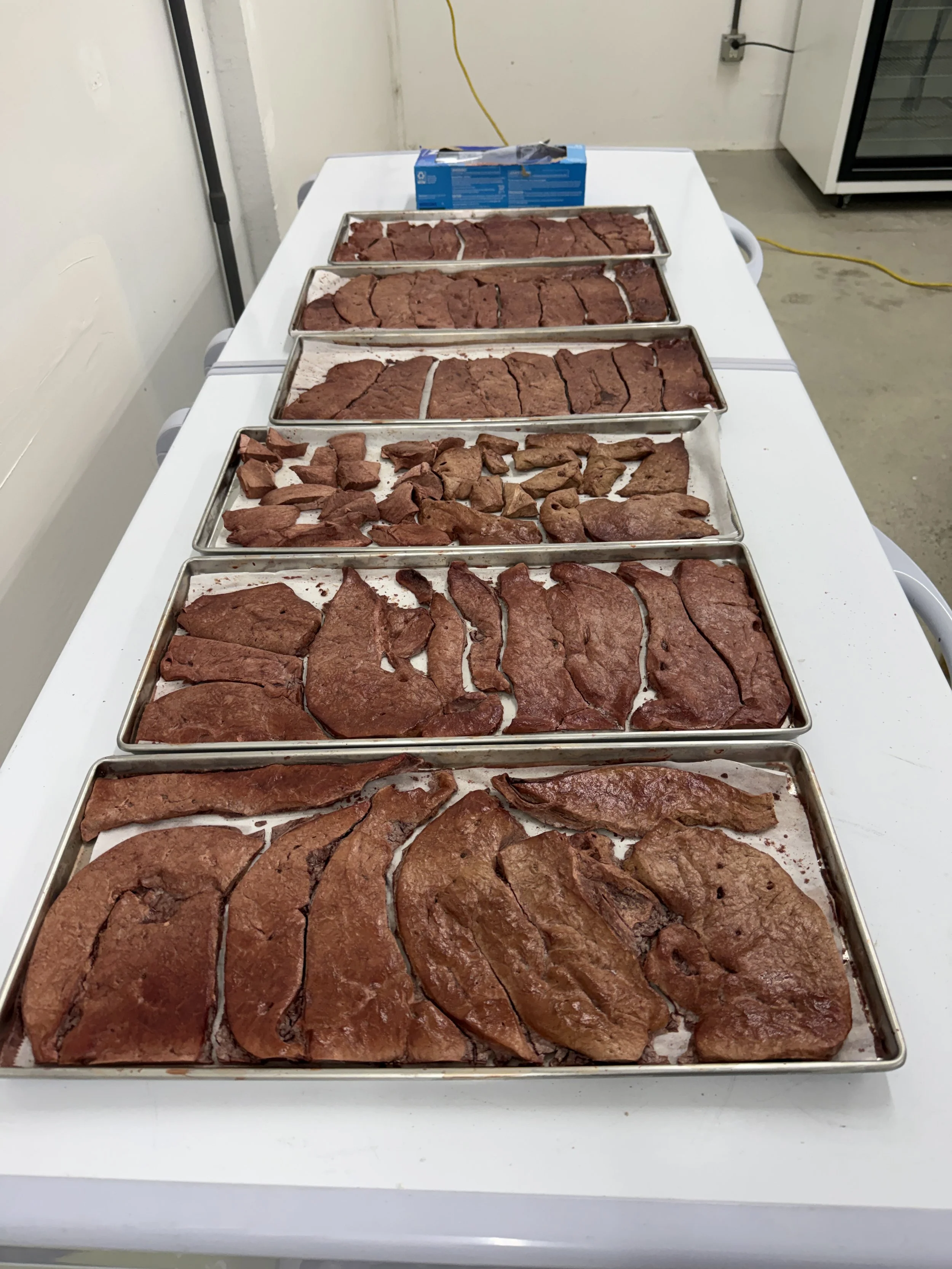 A small batch of beef bites fresh out of the freeze drier and ready to be packaged as dog & cat treats.