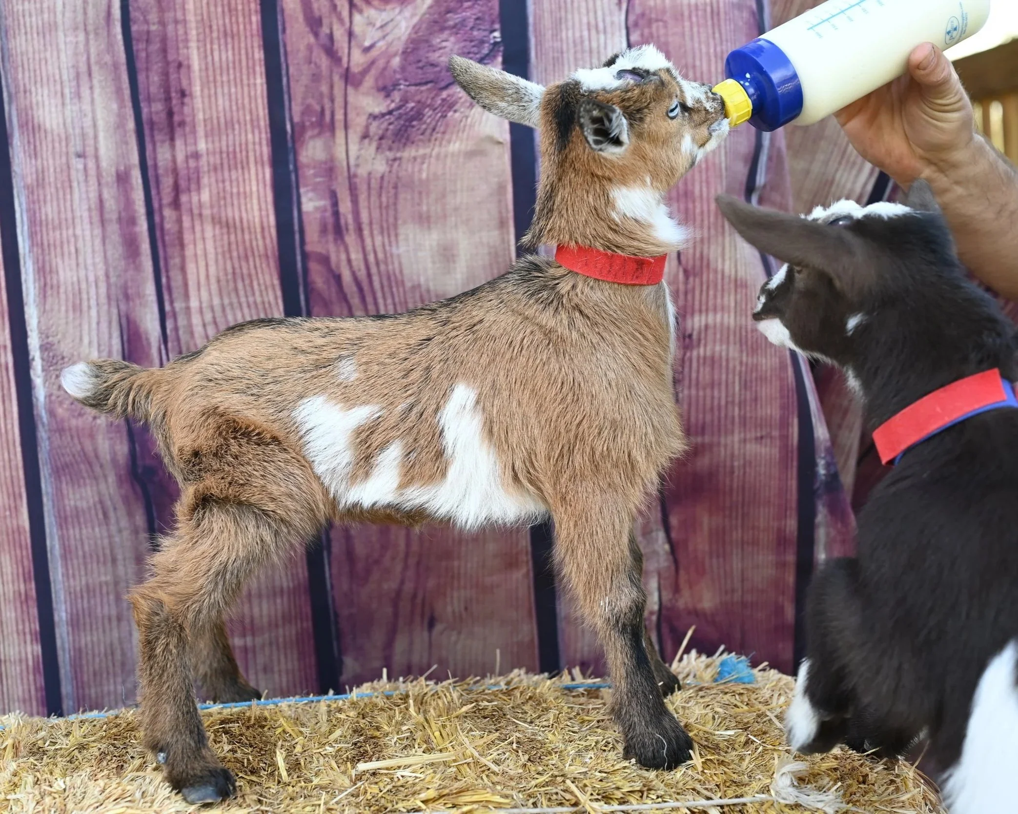 ADGA registered nigerian dwarf doeling. Blue-eyed buckskin with white belly.