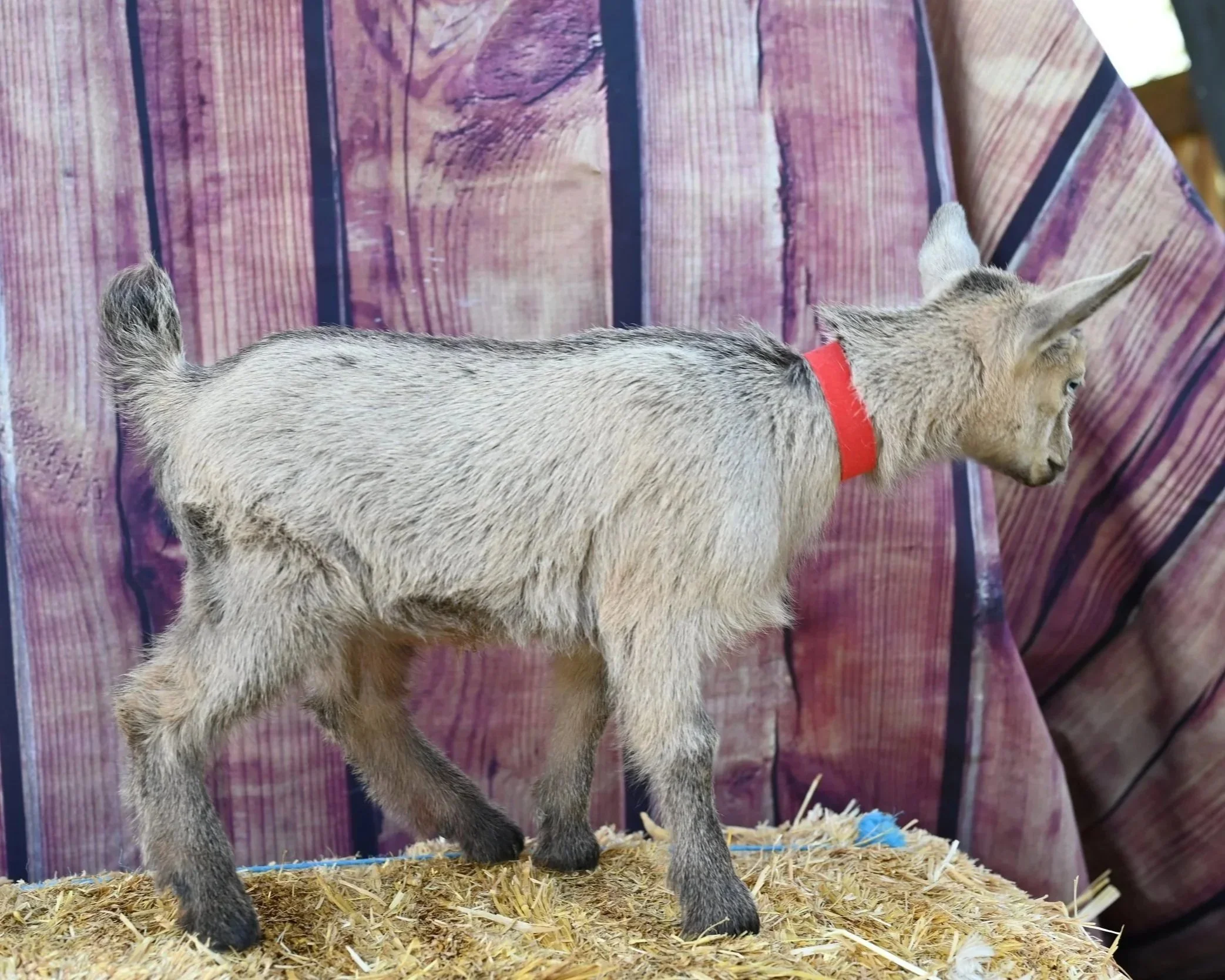 ADGA registered nigerian dwarf doeling. Blue-eyed chocolate chamoise