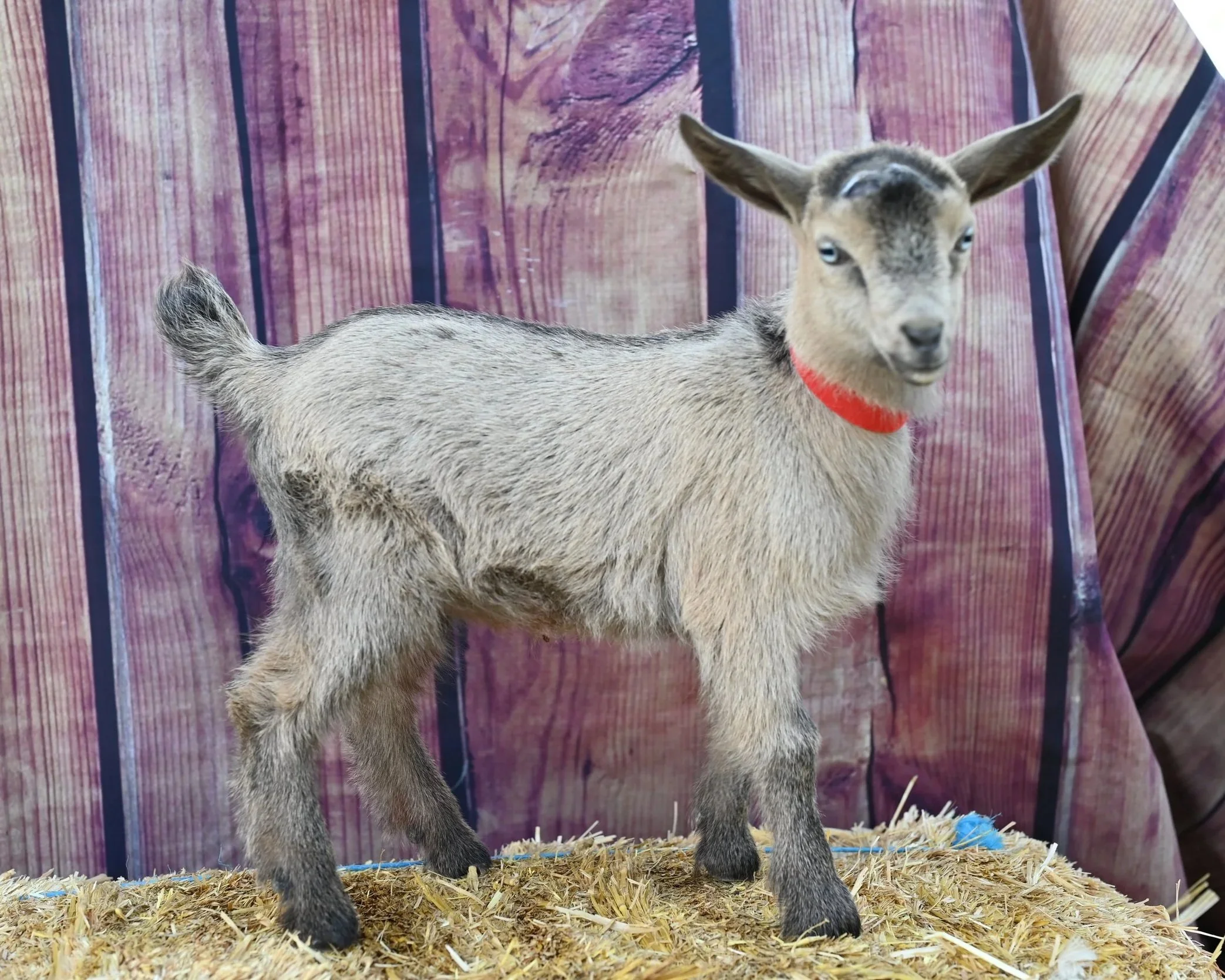 ADGA registered nigerian dwarf doeling. Blue-eyed chocolate chamoise