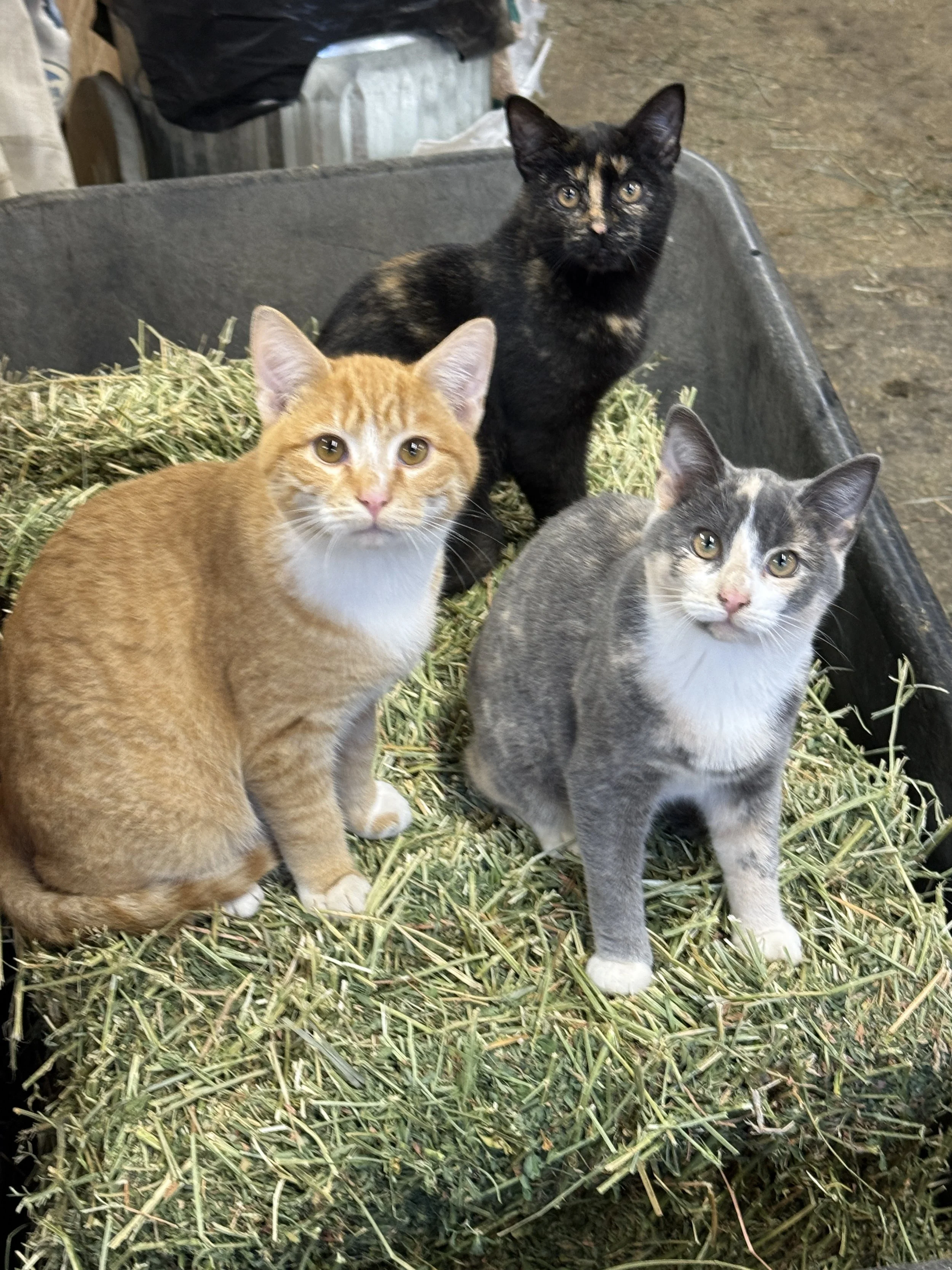 Three of our barn cats - a tabby boy, tortoise female and calico female sitting on hay in a wheelbarrow in our barn.