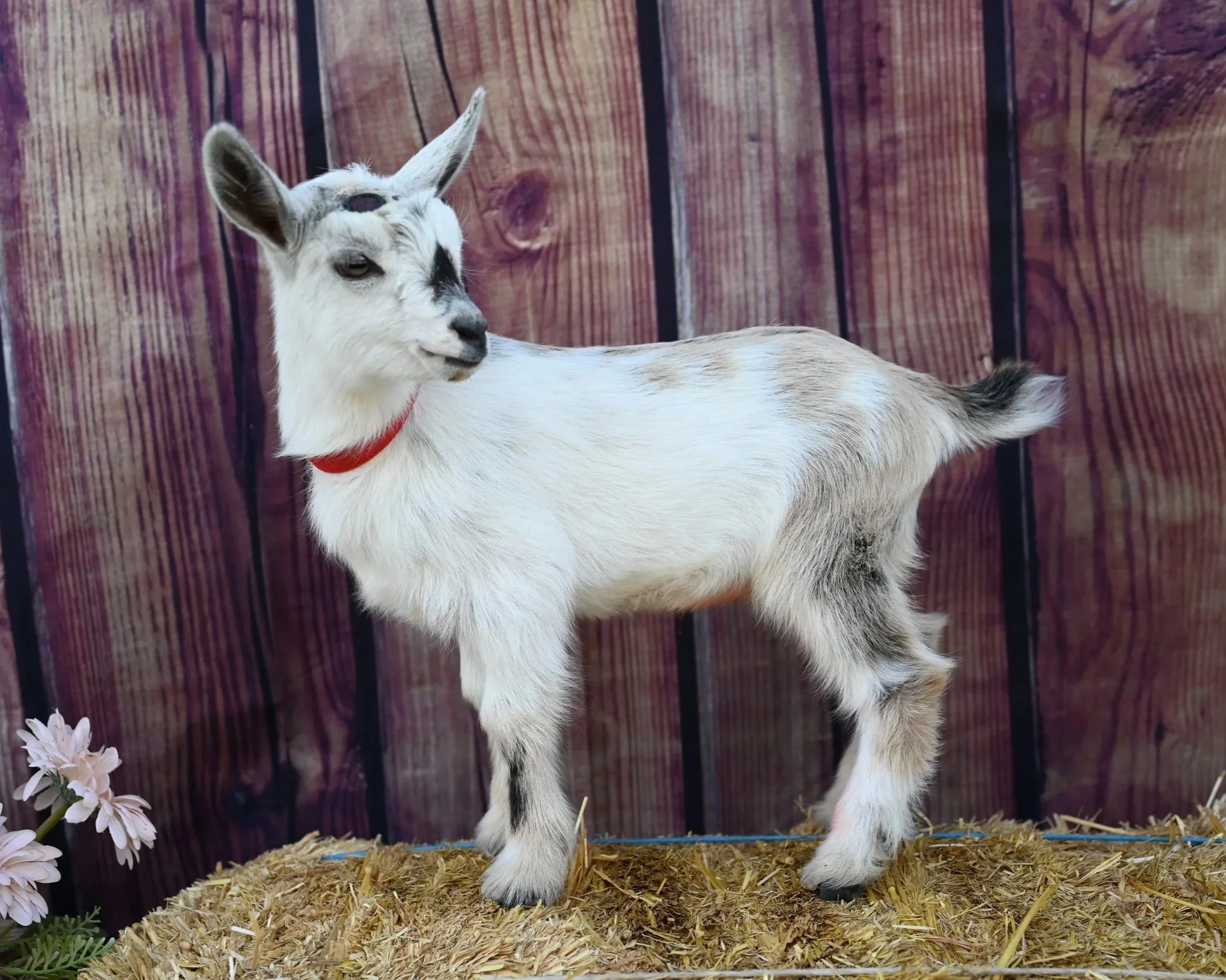 ADGA registered nigerian dwarf doeling. Chamoise with abundant white