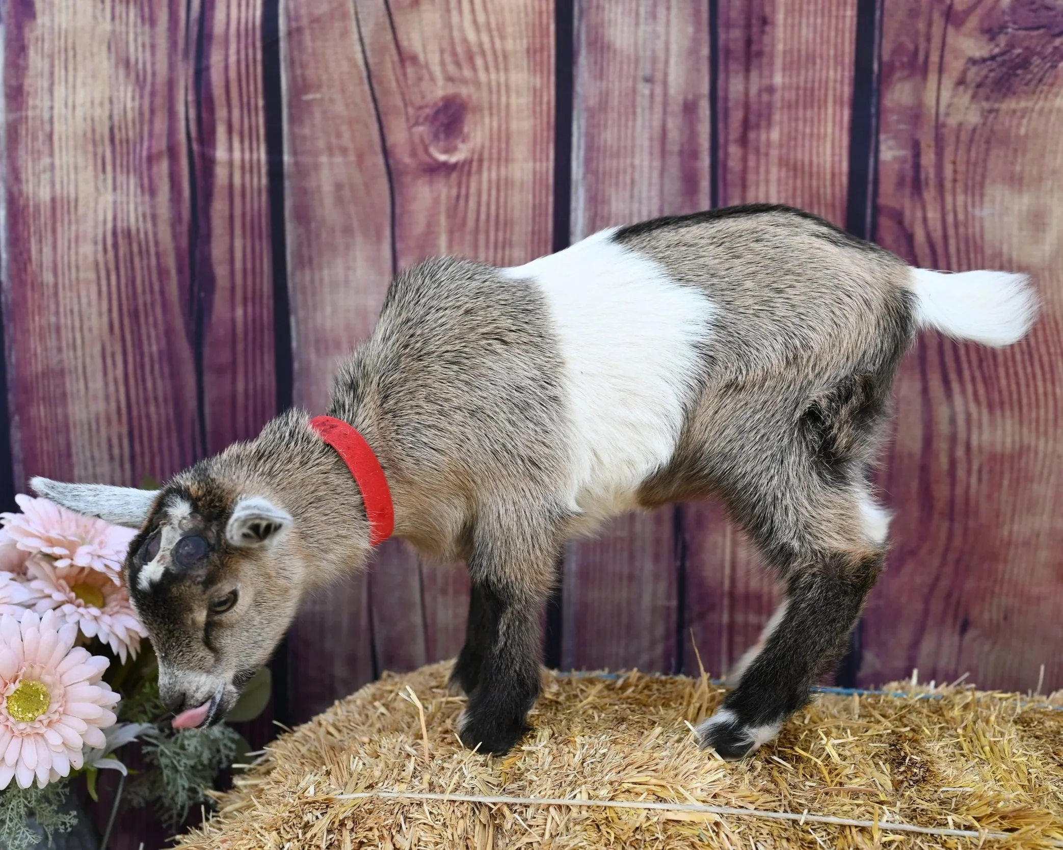 ADGA registered nigerian dwarf doeling. Chamoise with white extensive white