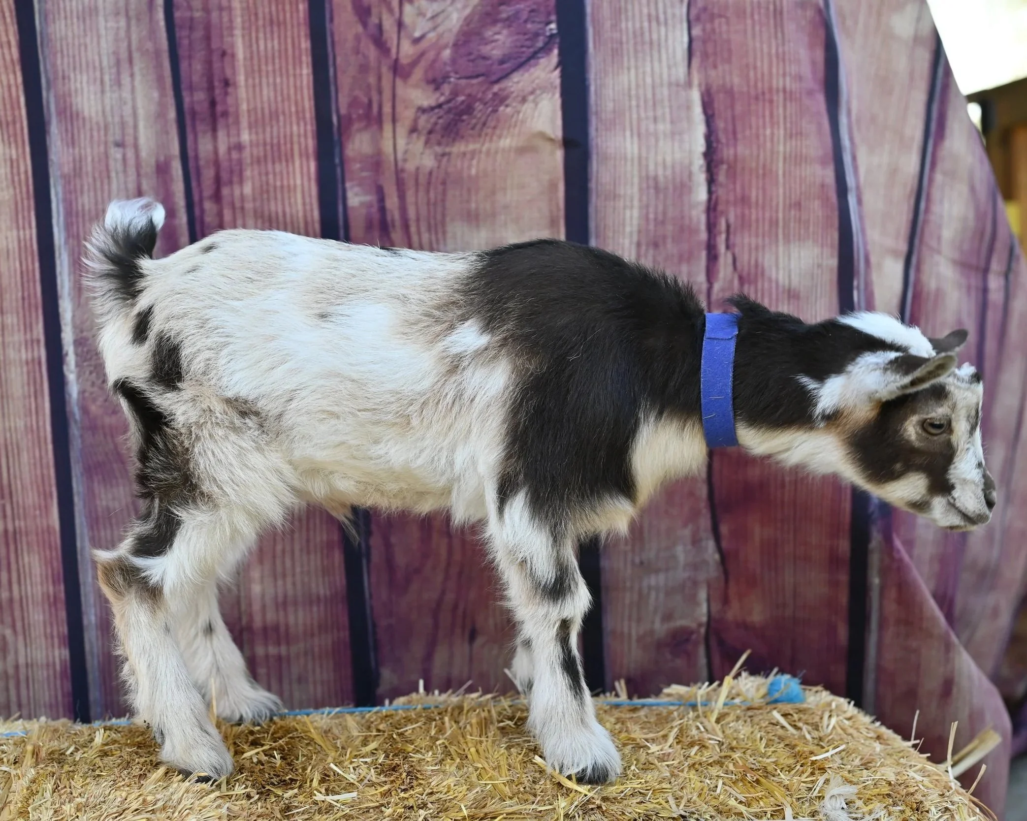 Nigerian dwarf wether. chocolate buckskin