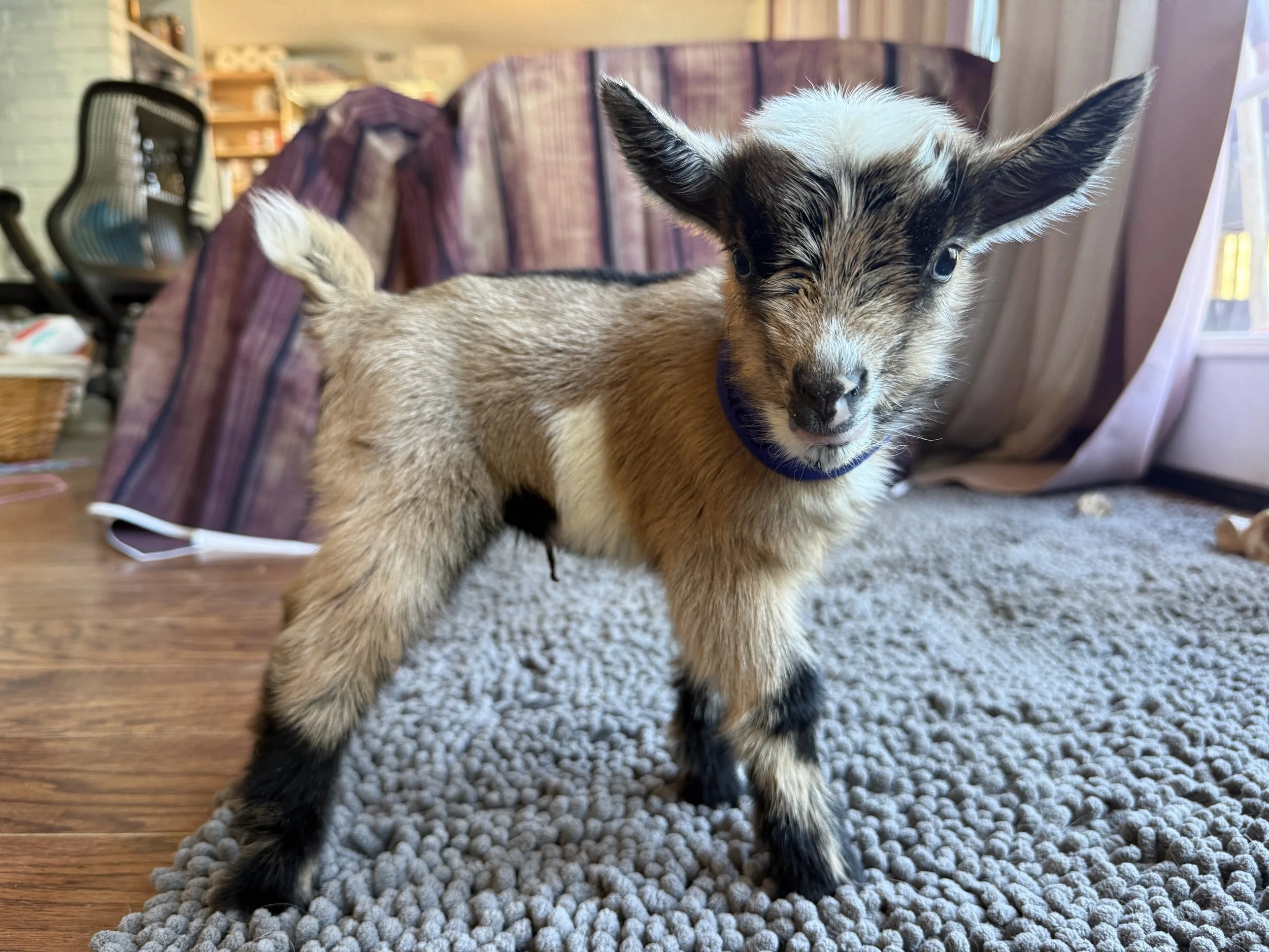 Nigerian dwarf wether. chamoise with white belly.