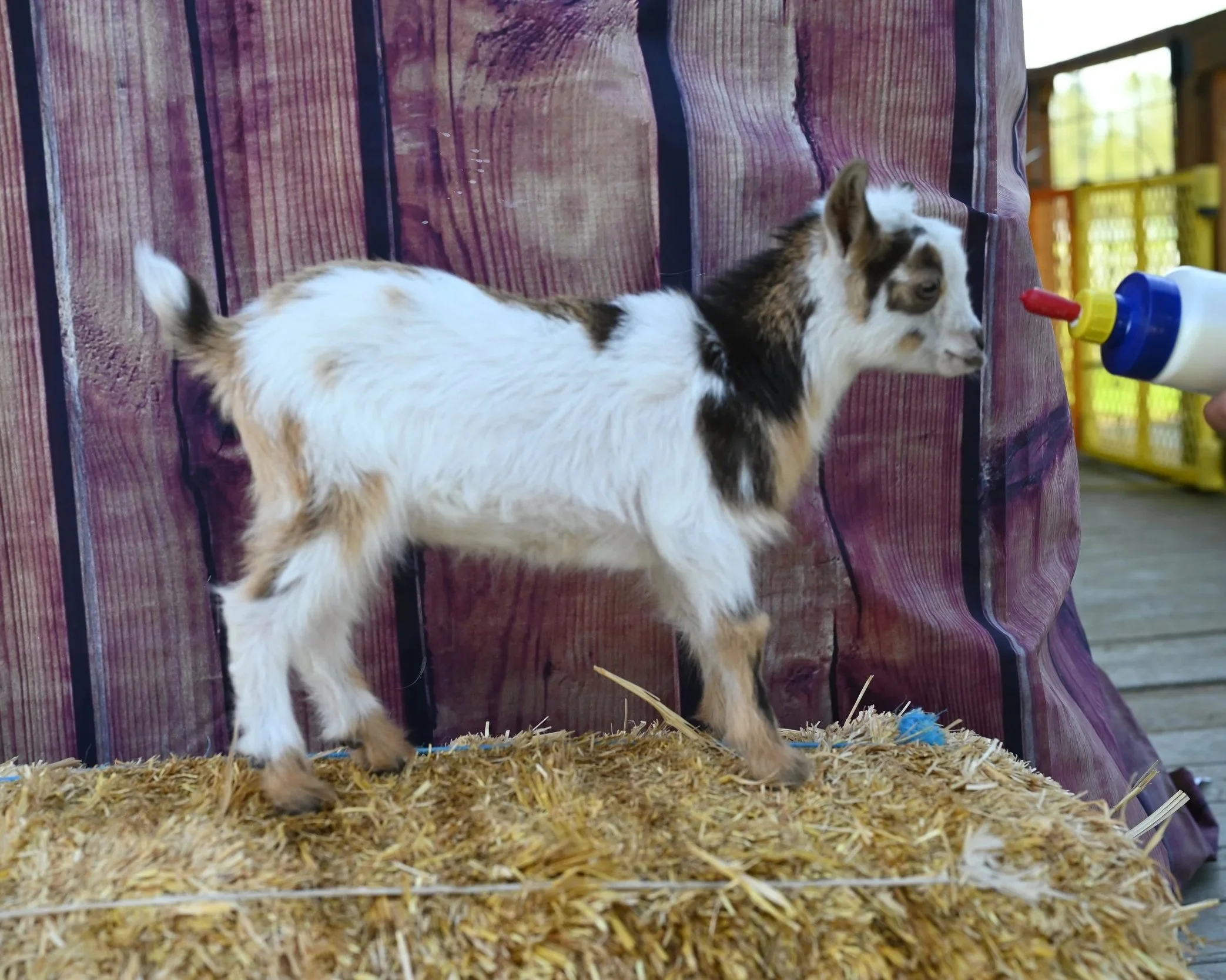 Nigerian Dwarf doeling. Buckskin with abundant white