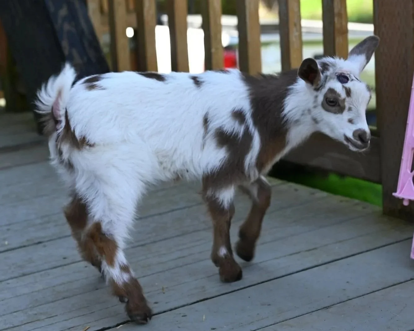 4 week old ADGA registered nigerian dwarf doeling. Chocolate color with abundant white.