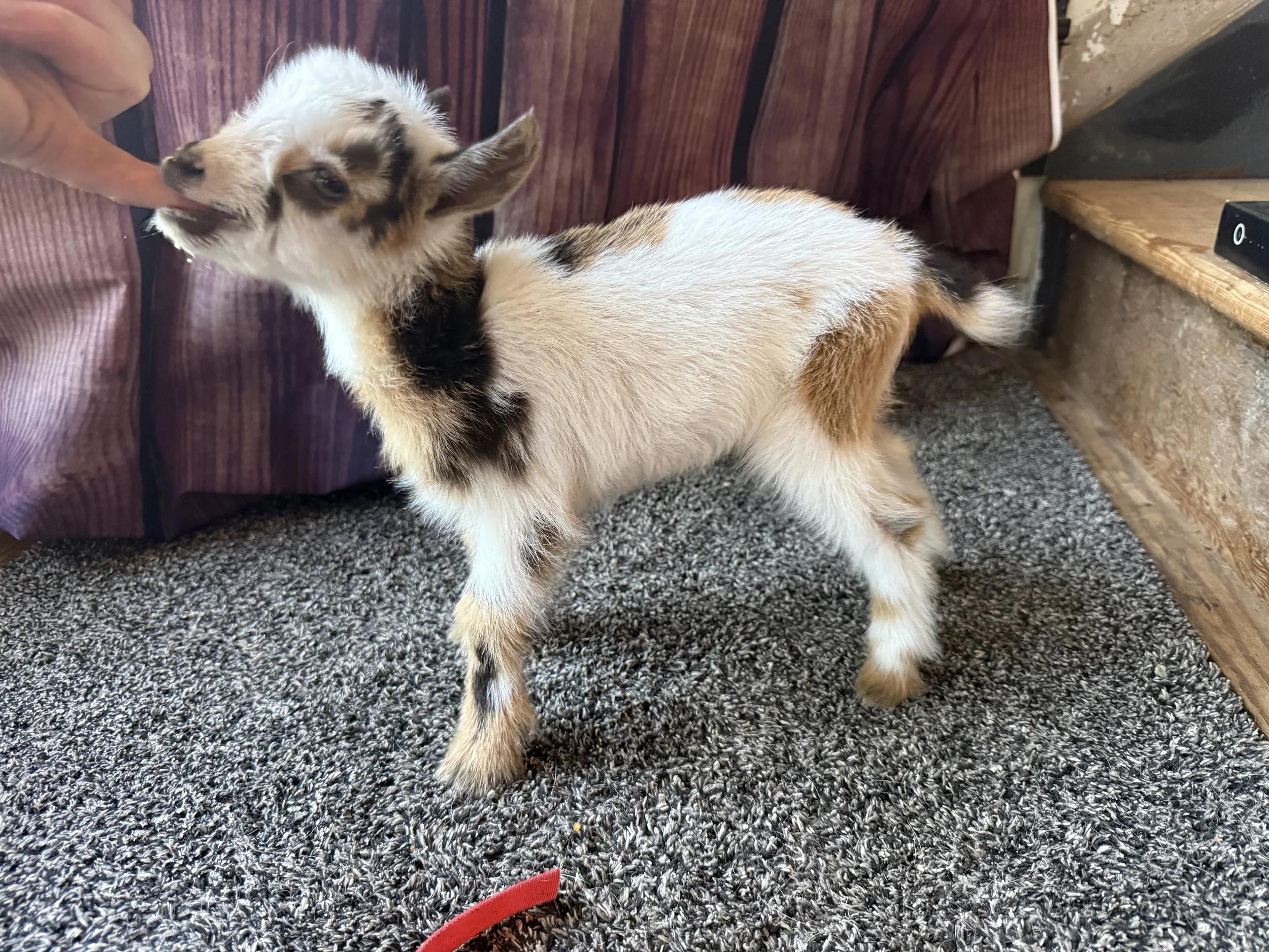 Nigerian Dwarf goat doeling mostly white with some chocolate, brown and black splashes.