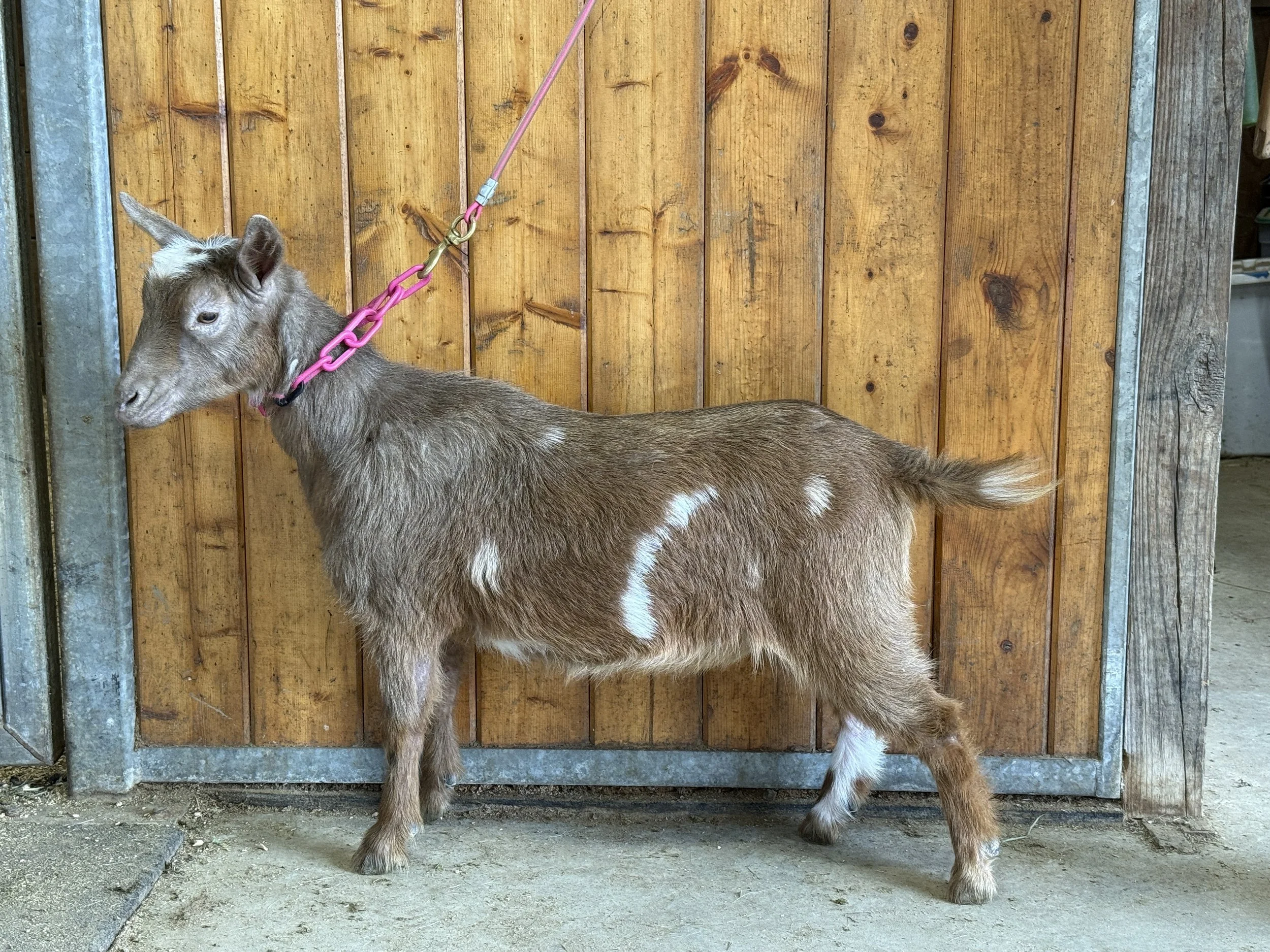 ADGA registered nigerian dwarf goat - doe. chocolate with moonspots and splashes of white.